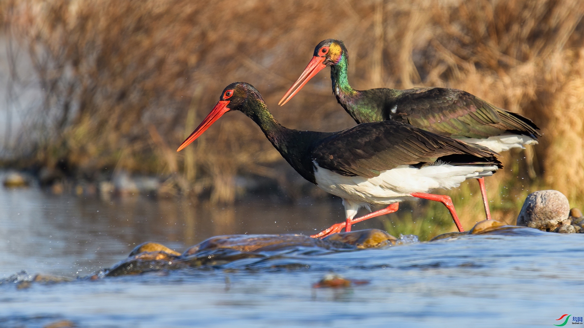 1.3 ɽ��ˮ����ʦ��Ʒ  ��ֻ����  �ٻ�2025��1��3�հ�����ҳ����.jpg