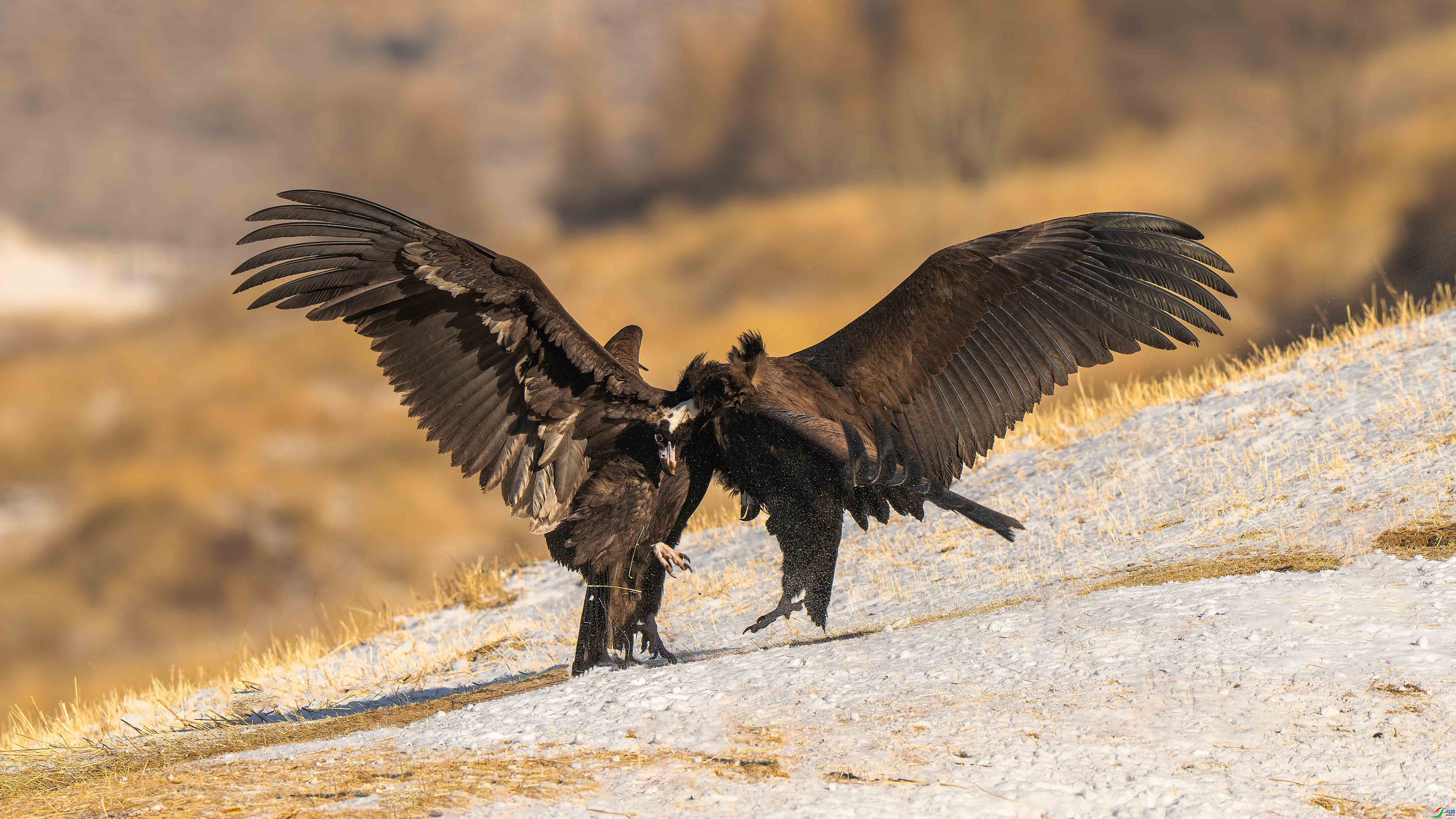 1.4 ׾����ʦ��Ʒ  �����ص�  �ٻ�2026��1��4����Ӱʦ��ҳ����.jpg