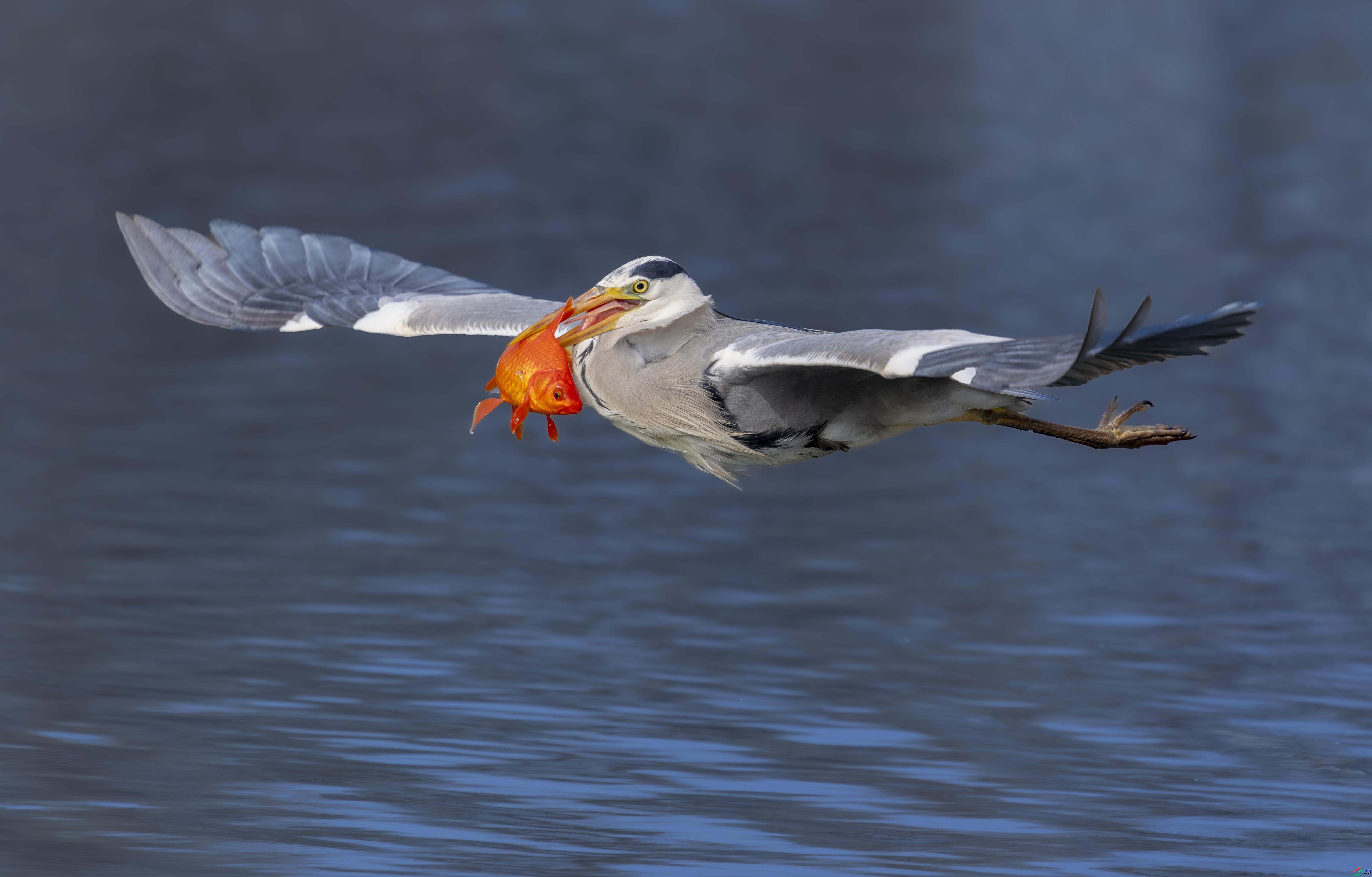 1.6 ����˶����ʦ��Ʒ  ���  �ٻ�2026��1��6�ջ�Ա��ҳ����.jpg