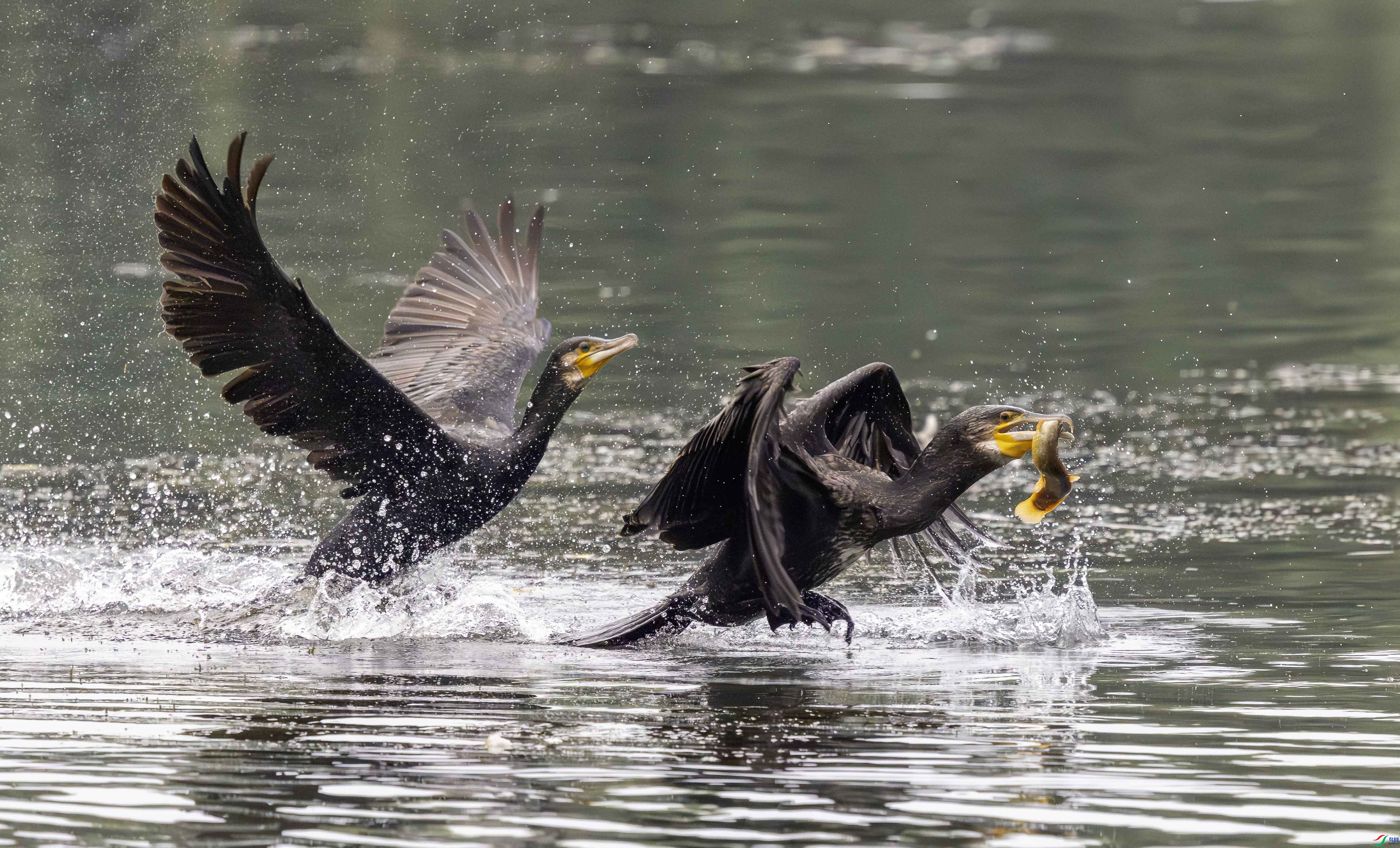 1.5 ����˶����ʦ��Ʒ  ׷��  �ٻ�2026��1��5�ջ�Ա��ҳ����.jpg