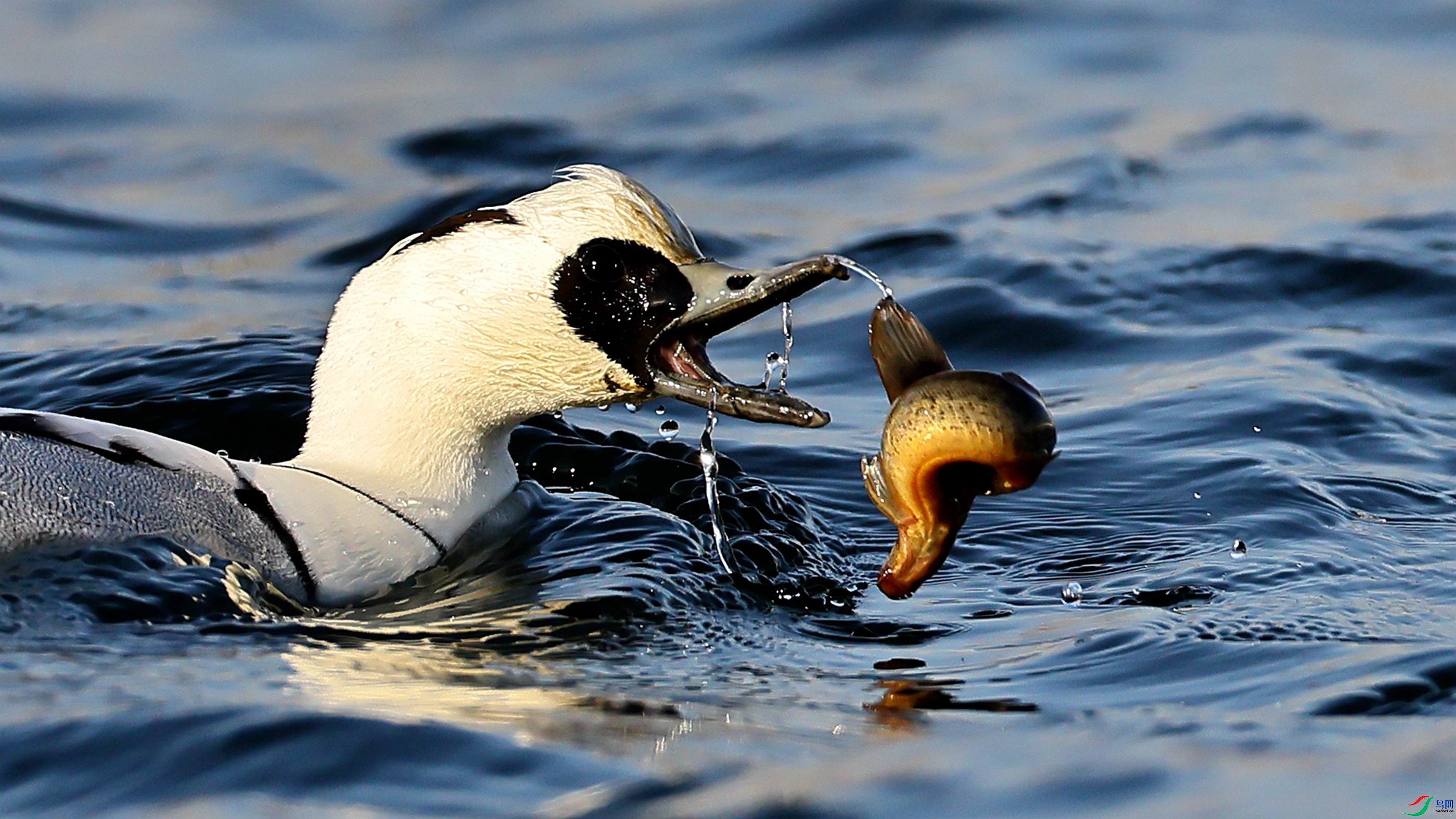 1.7 ���Ƚⶾ��ʦ��Ʒ  ����Ѽ��  �ٻ�2026��1��7�ջ�Ա��ҳ����.jpg