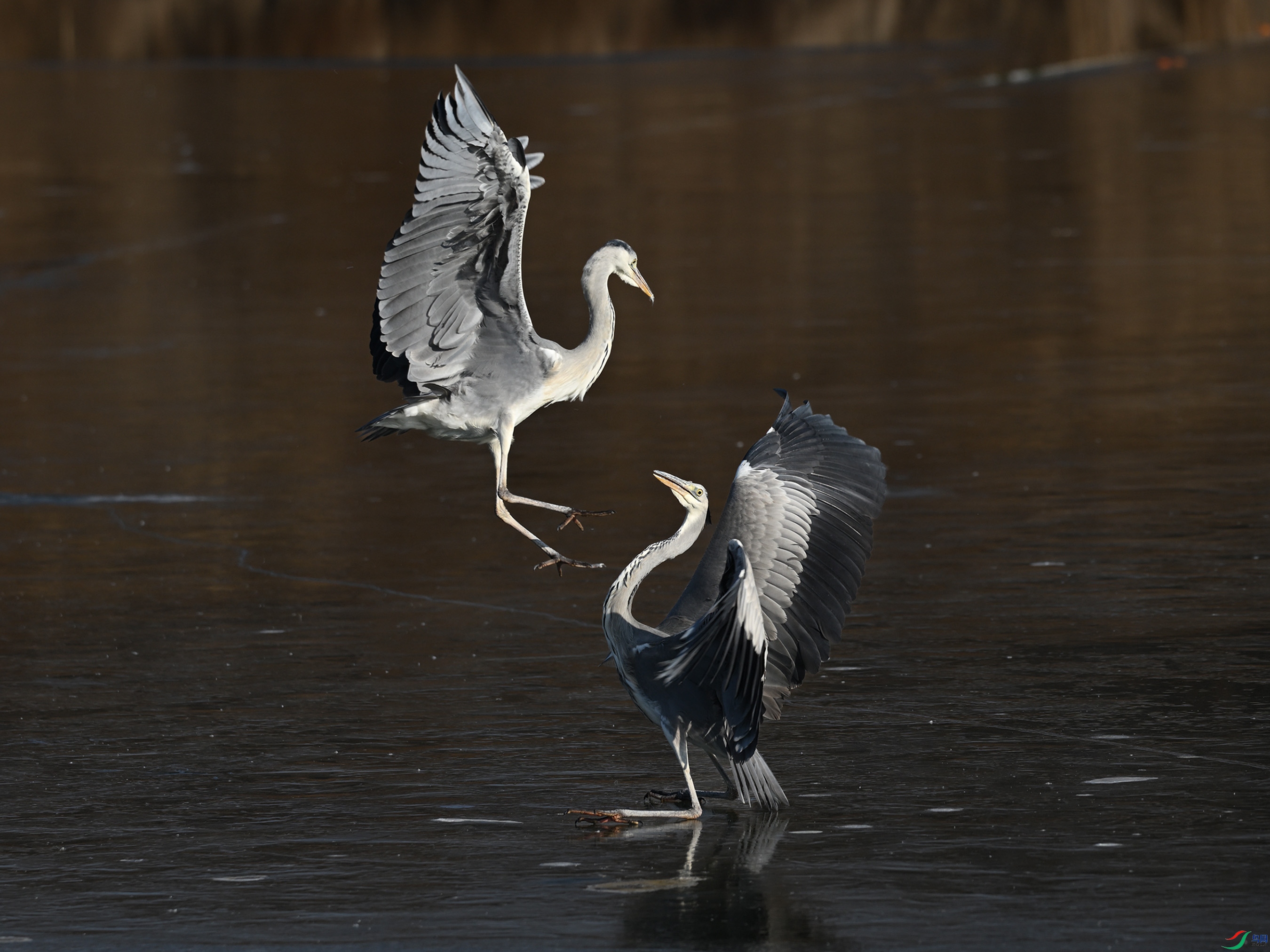 DSC_0859_437A.jpg