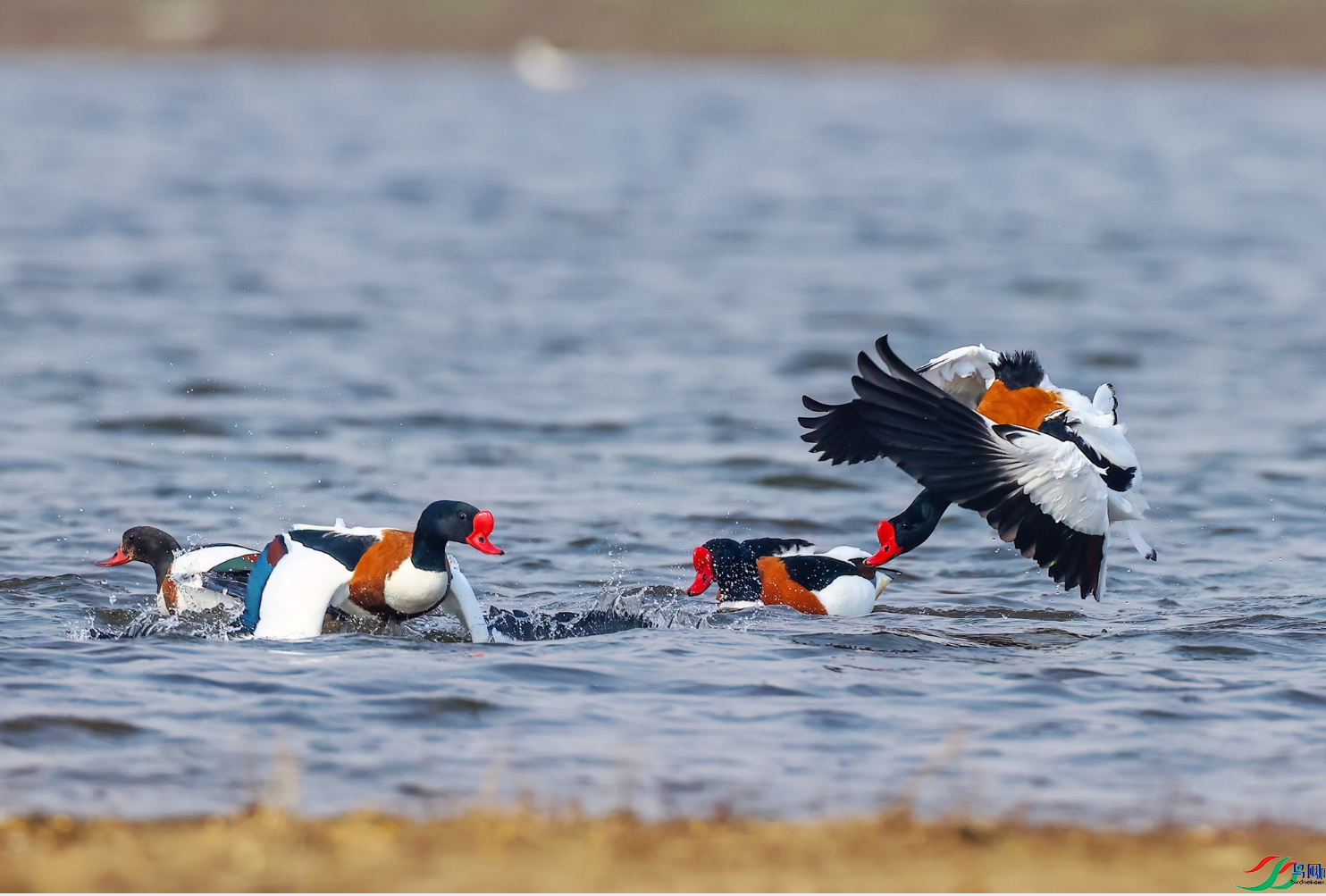 �������ѡ���Ϸ���ٻ���������� ���Ŀ���  8.png