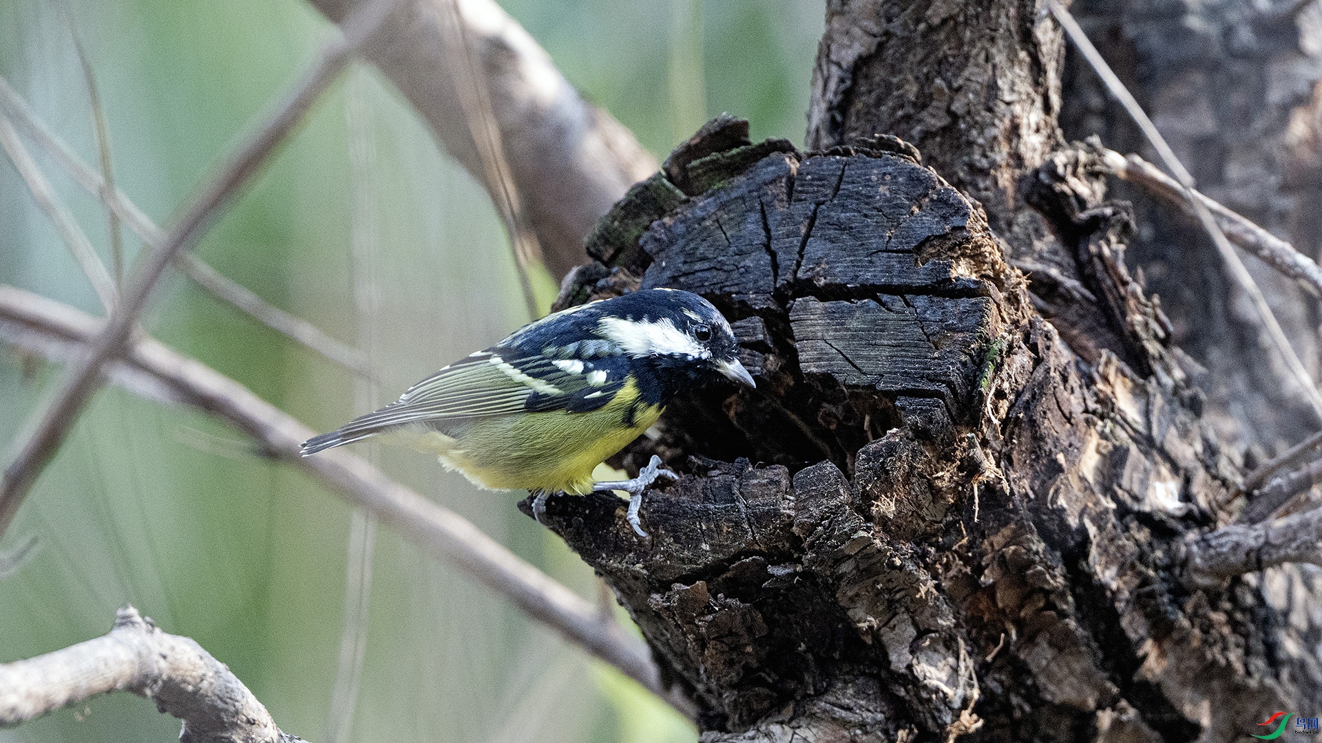 DSC_0145 ����.jpg