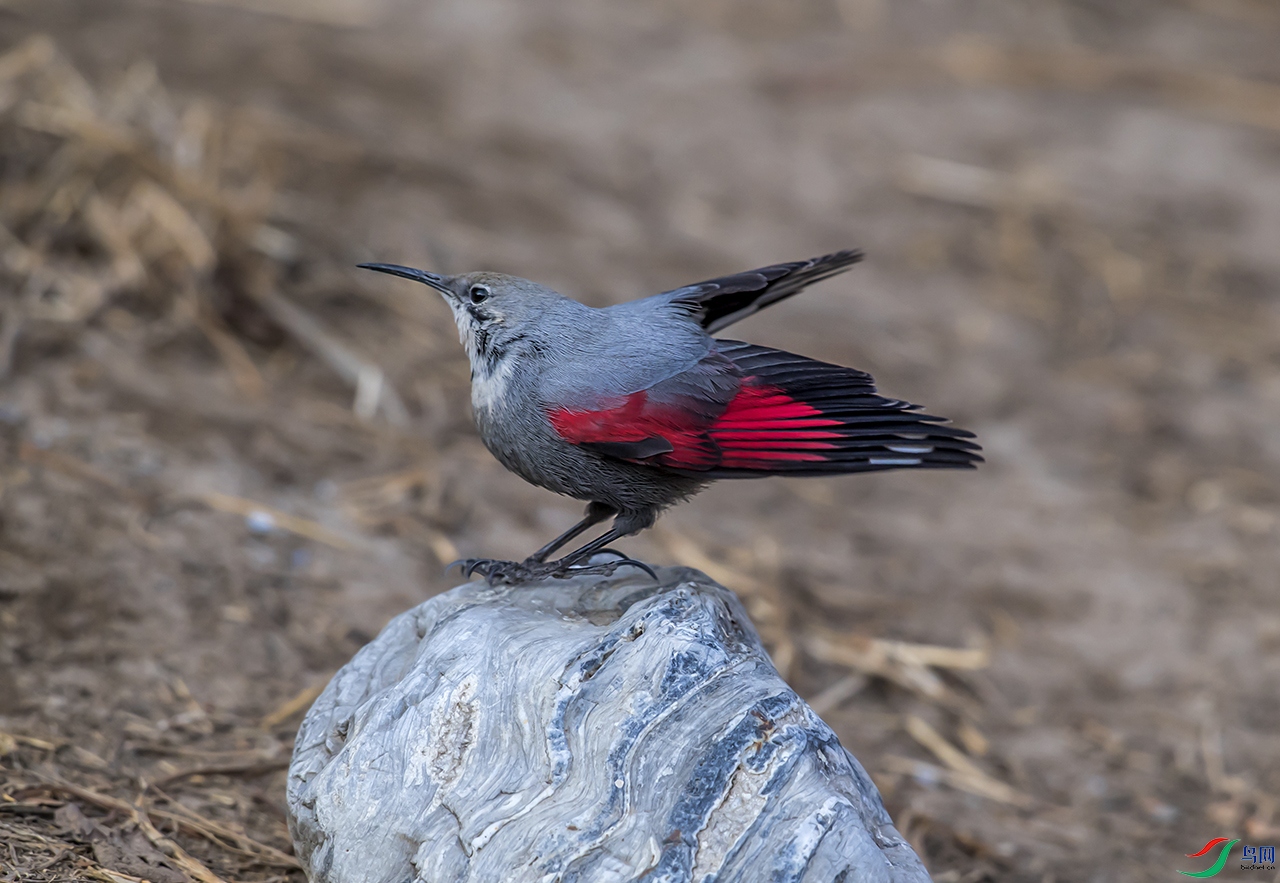 DSC_3745a.jpg