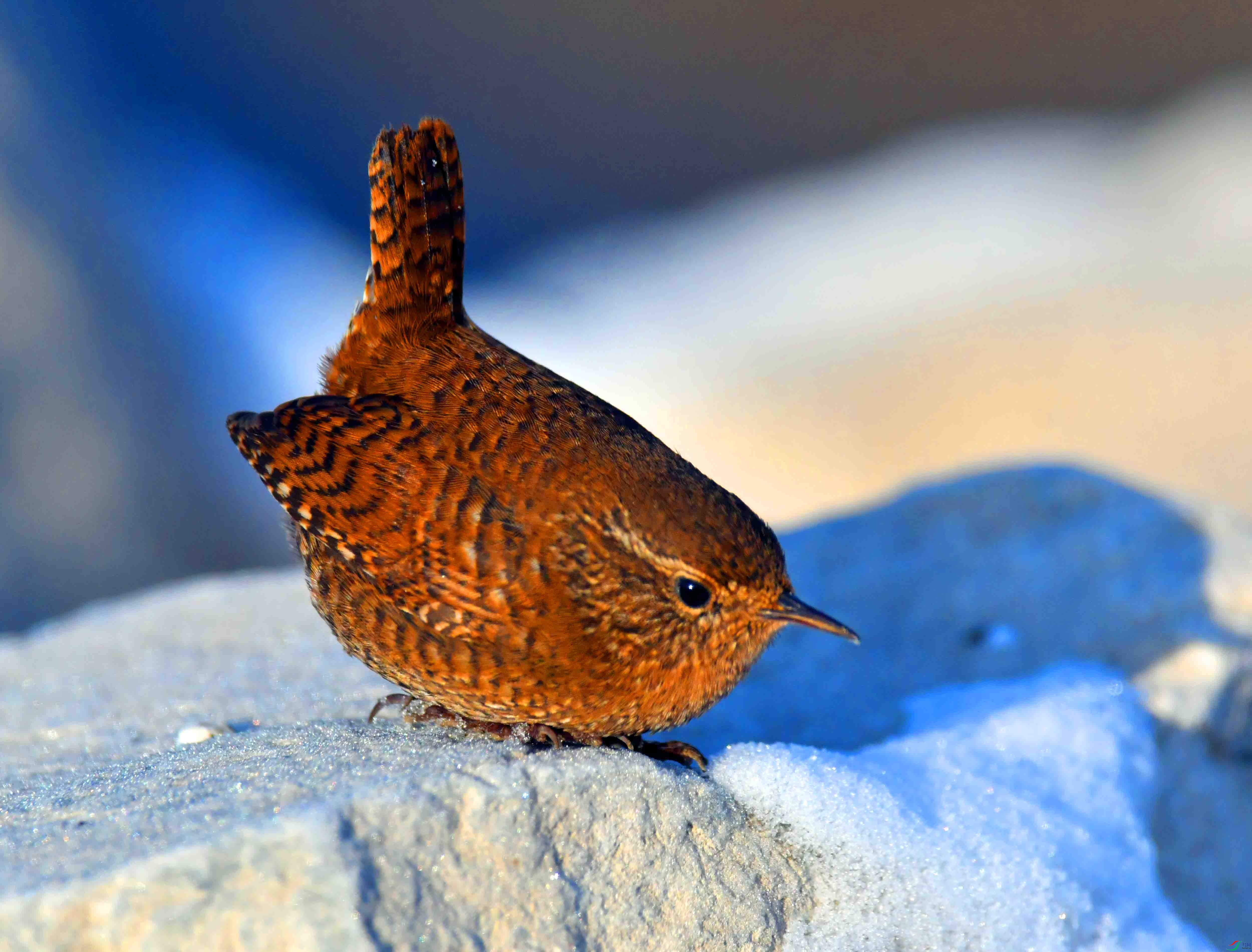 DSC_7206.JPG