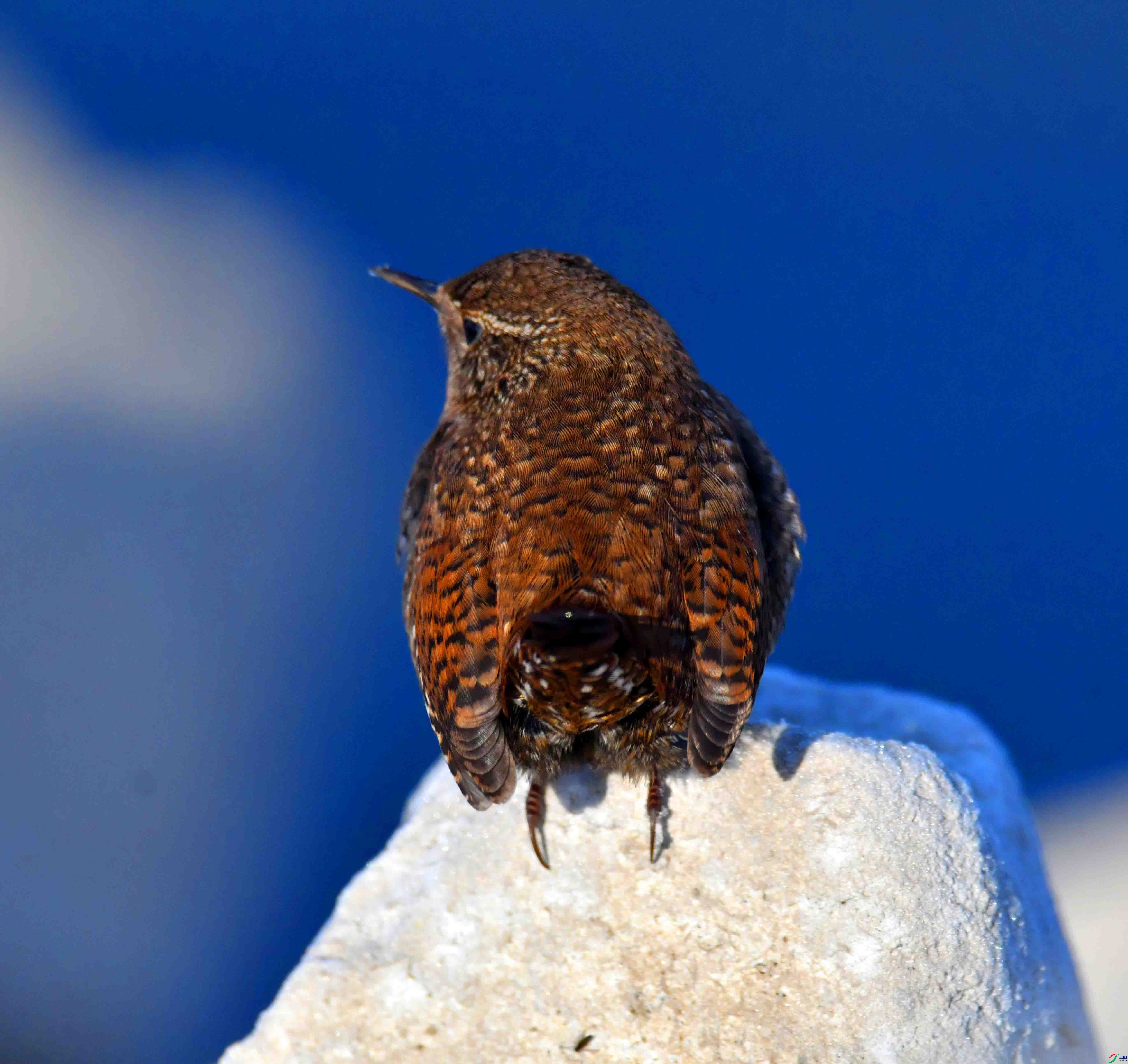 DSC_7256.JPG