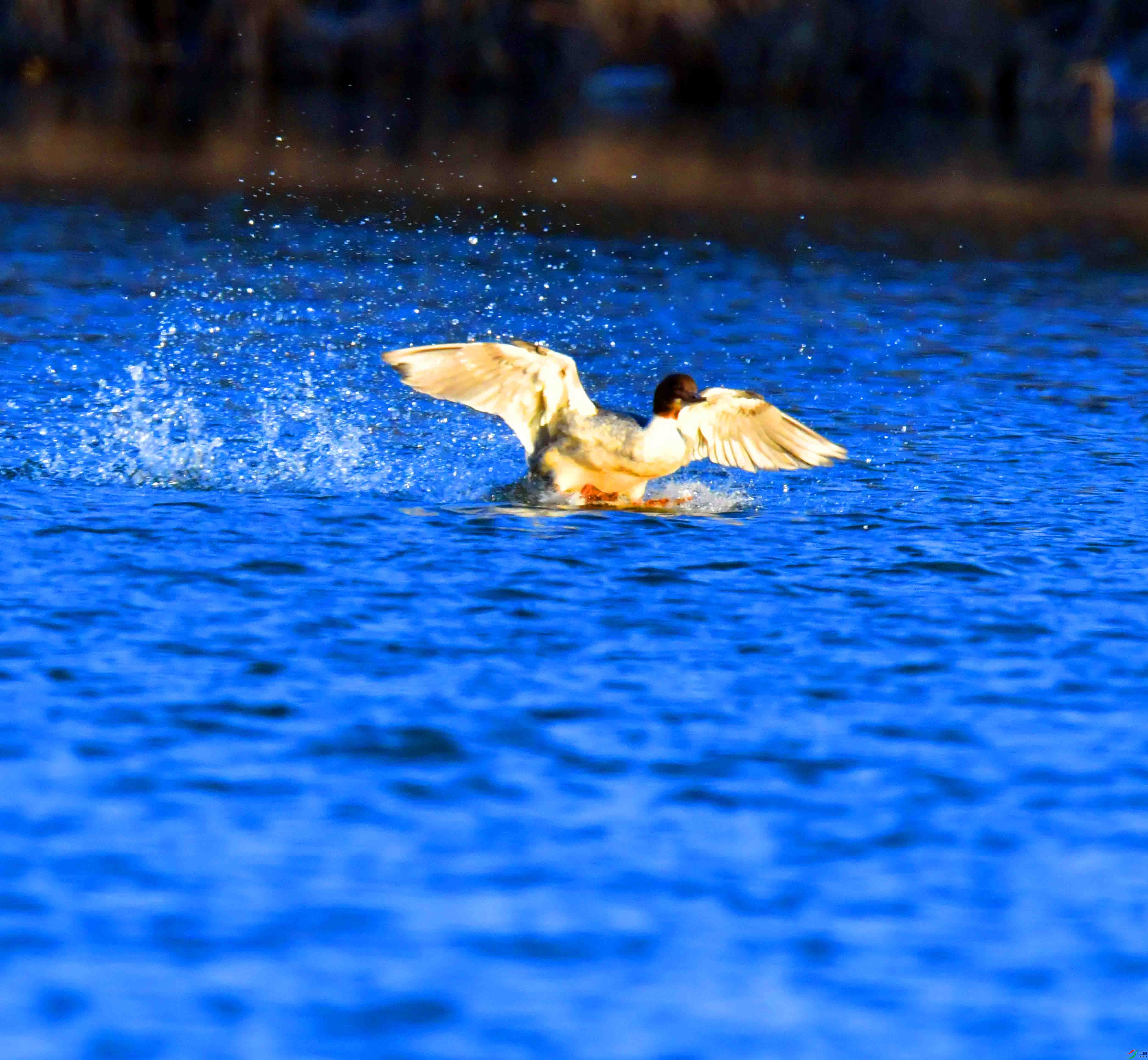 DSC_0135.JPG