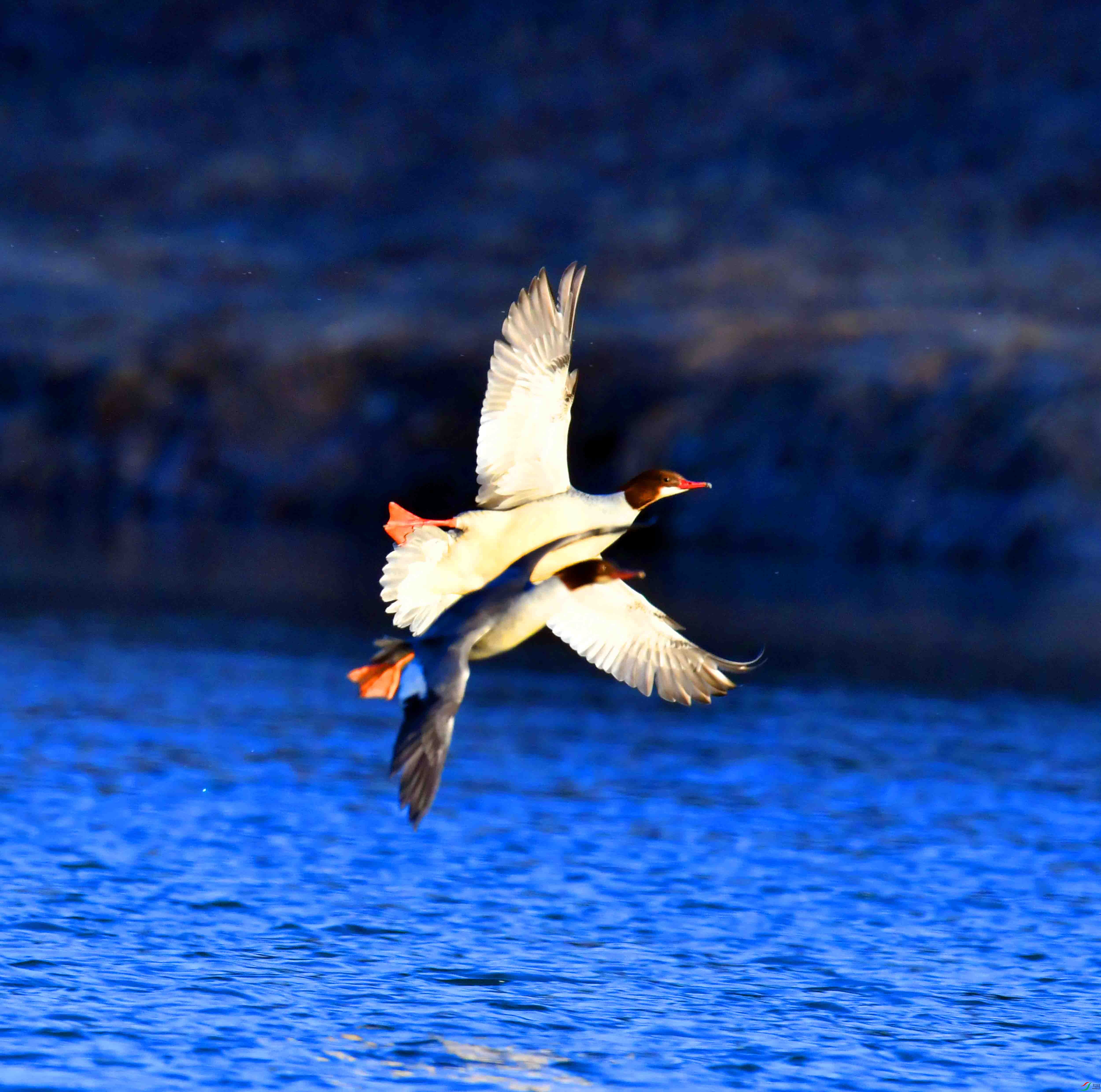 DSC_0138.JPG