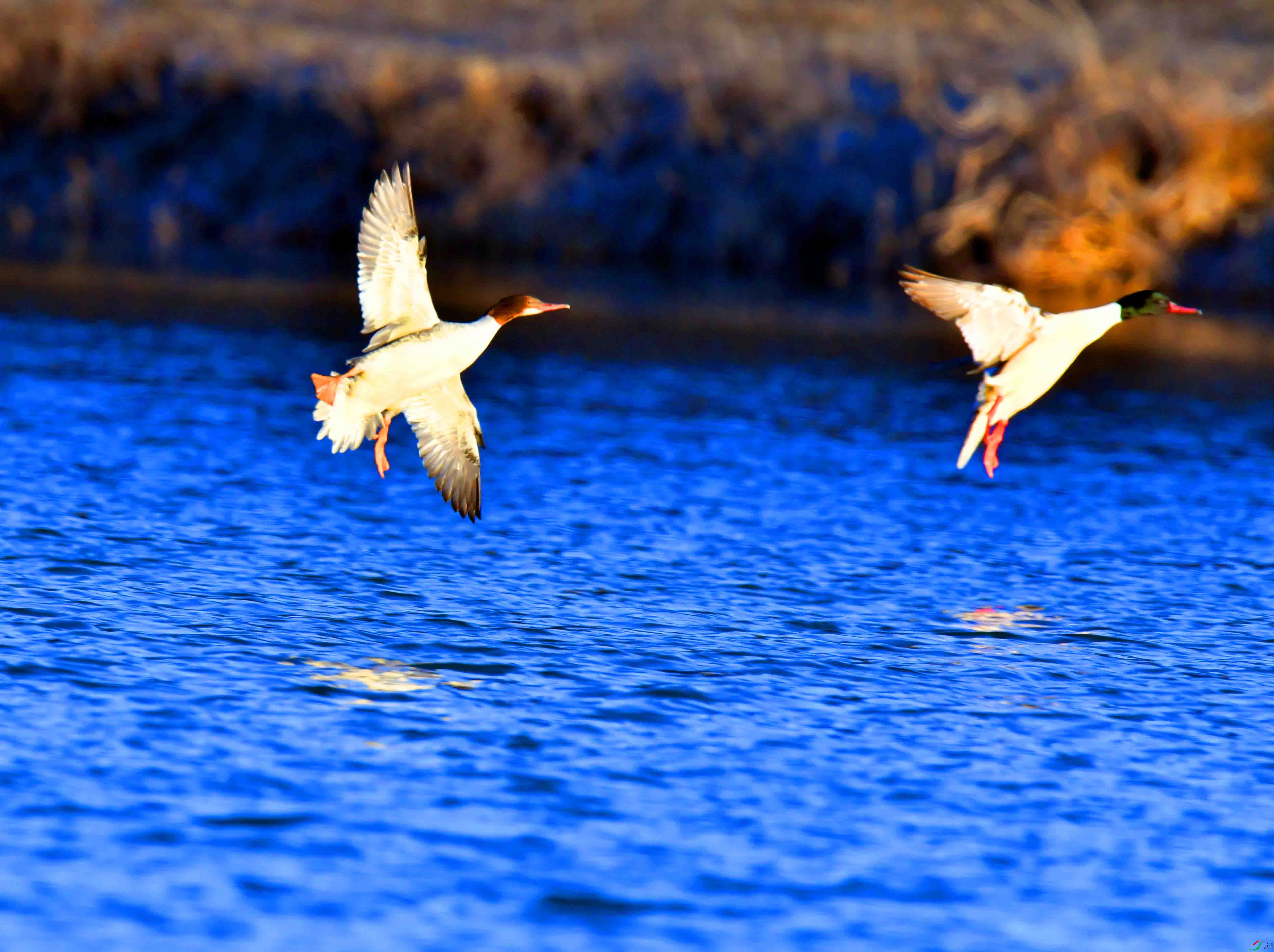 DSC_0140.JPG