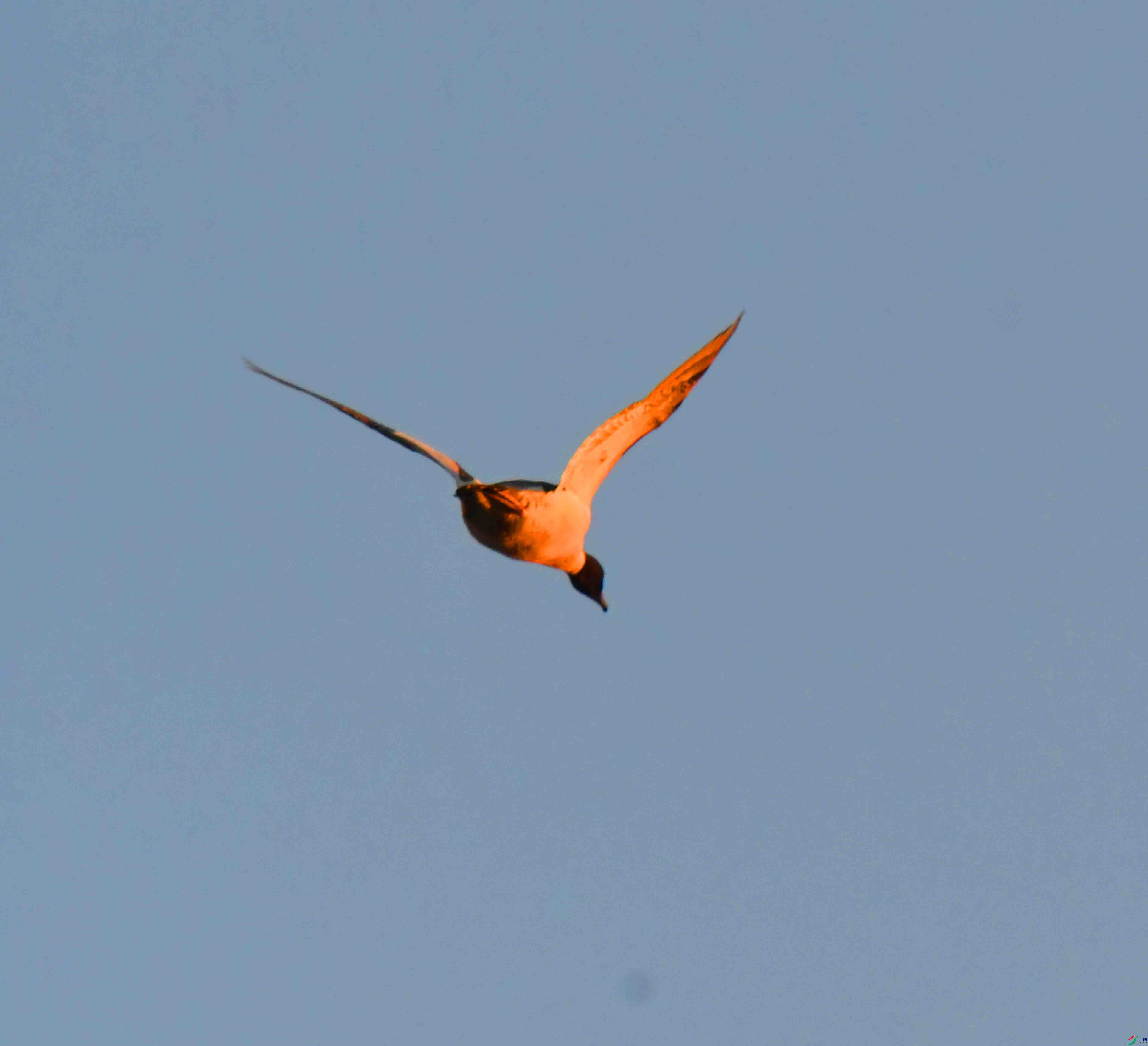 DSC_0302.JPG
