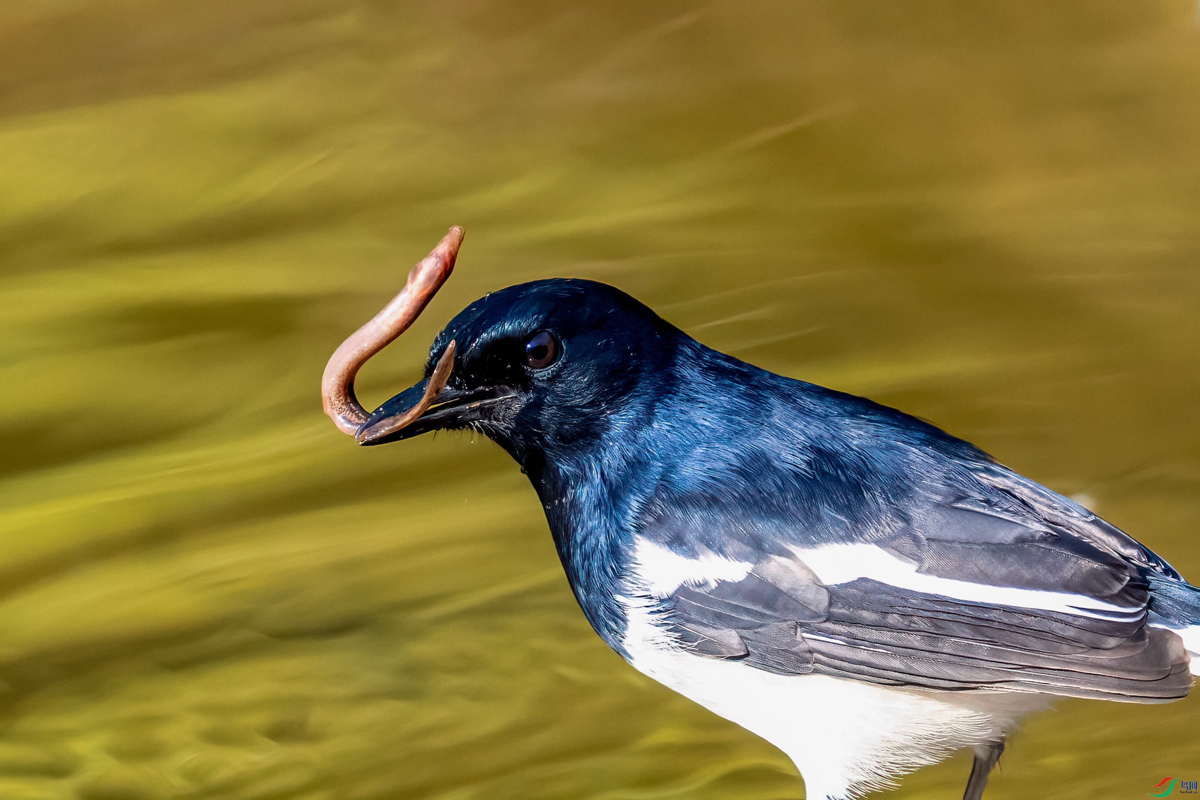 _DSC9356.jpg