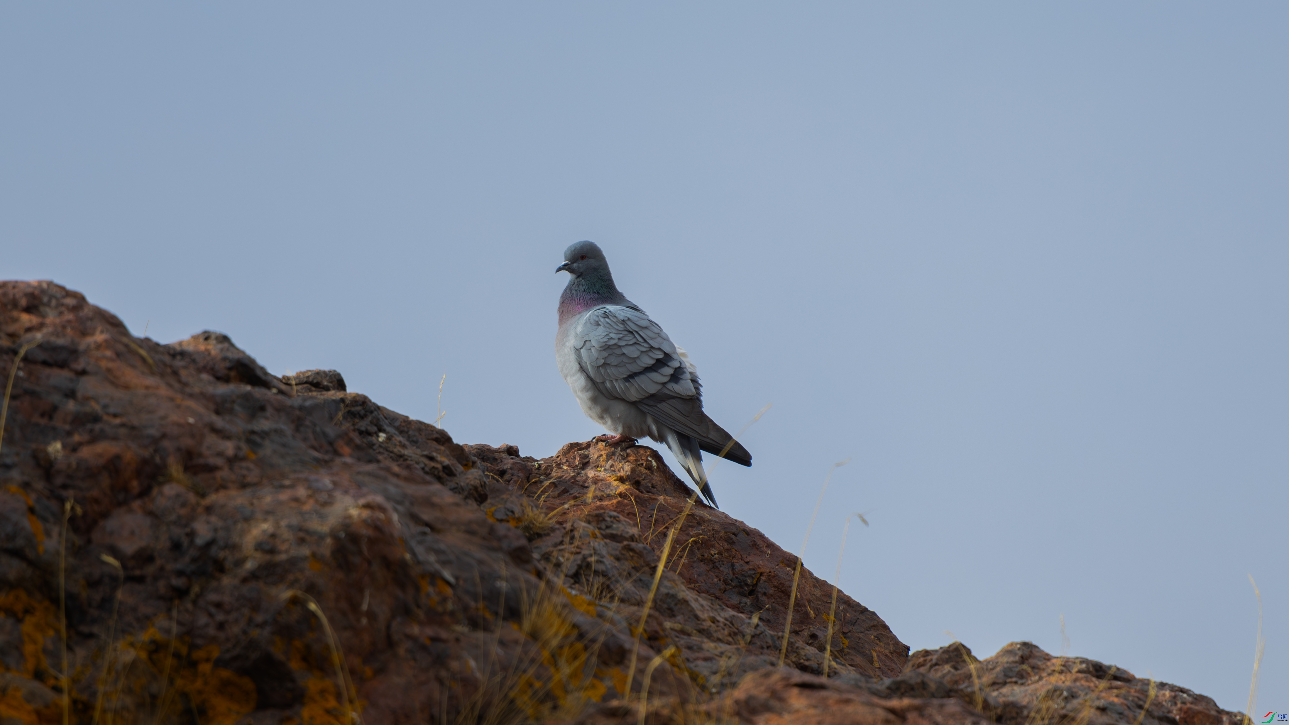 _O7A1572-����ǿ-NR ����.jpg