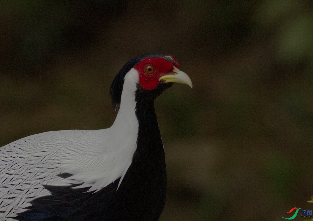 _DSC0001zx.jpg