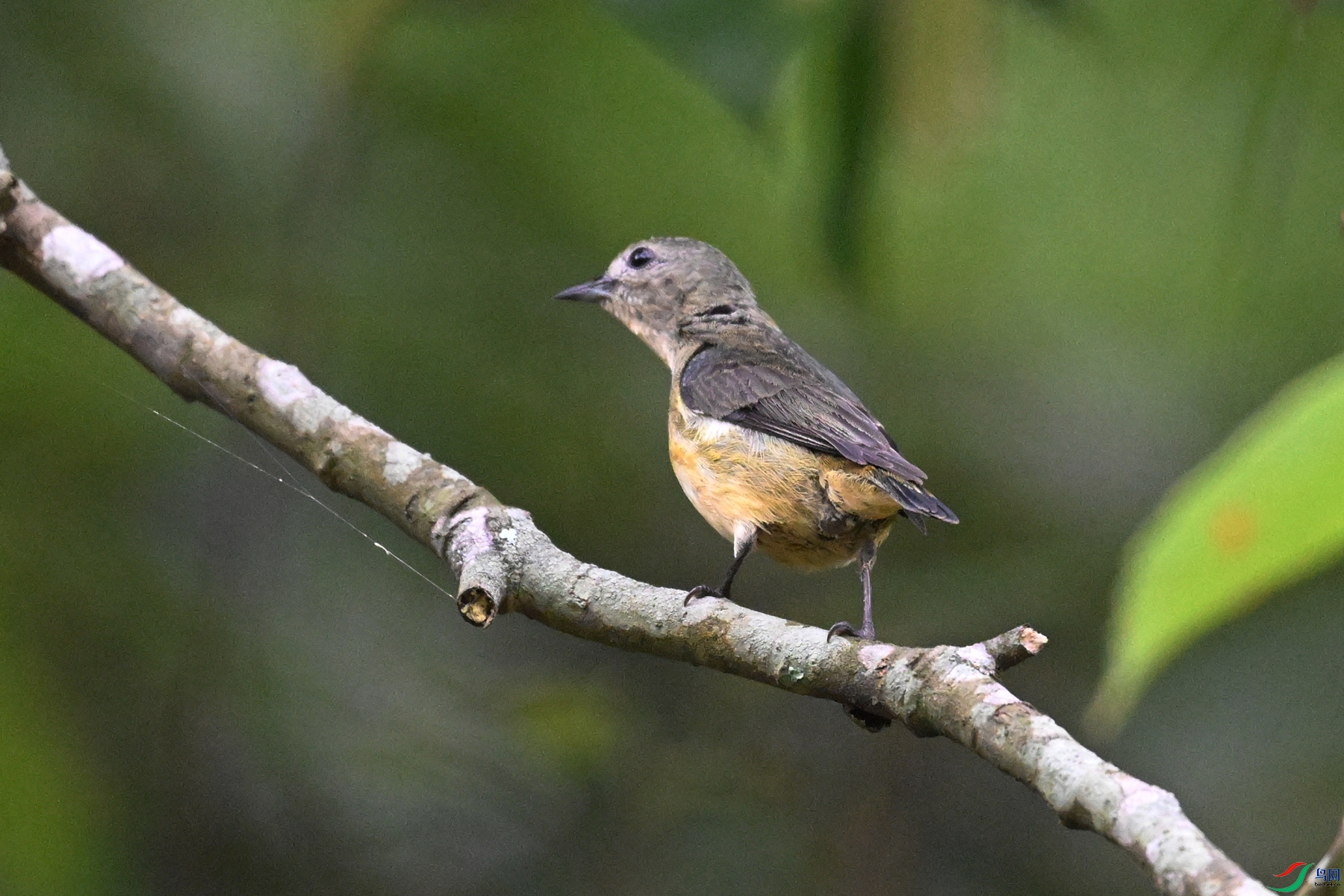 DSC_9865.JPG