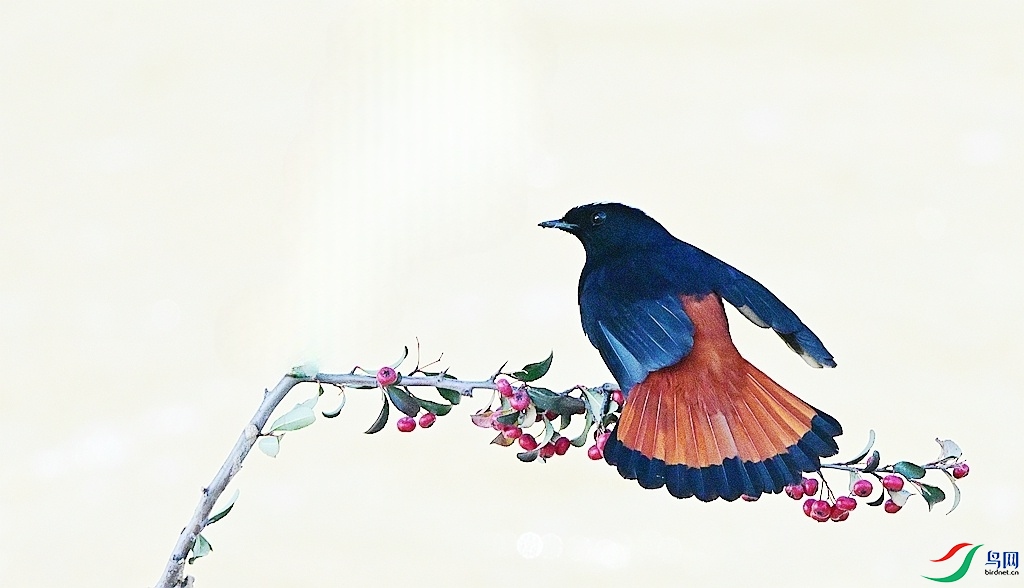 DSC_0499 - ����.JPG