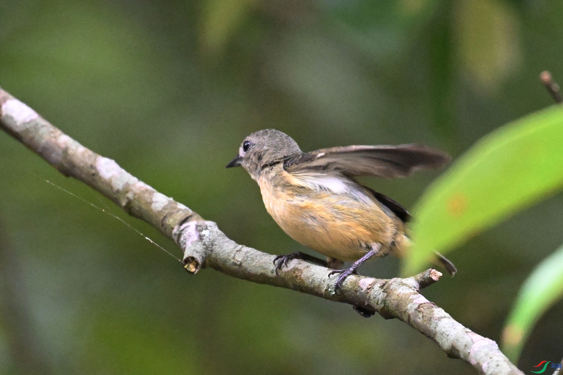 DSC_9833.JPG