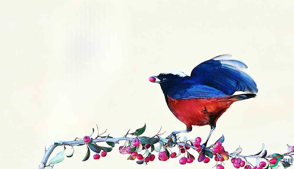 DSC_0678 - ����.JPG