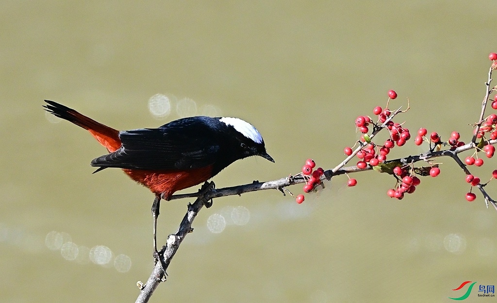 DSC_1242 - ����.JPG