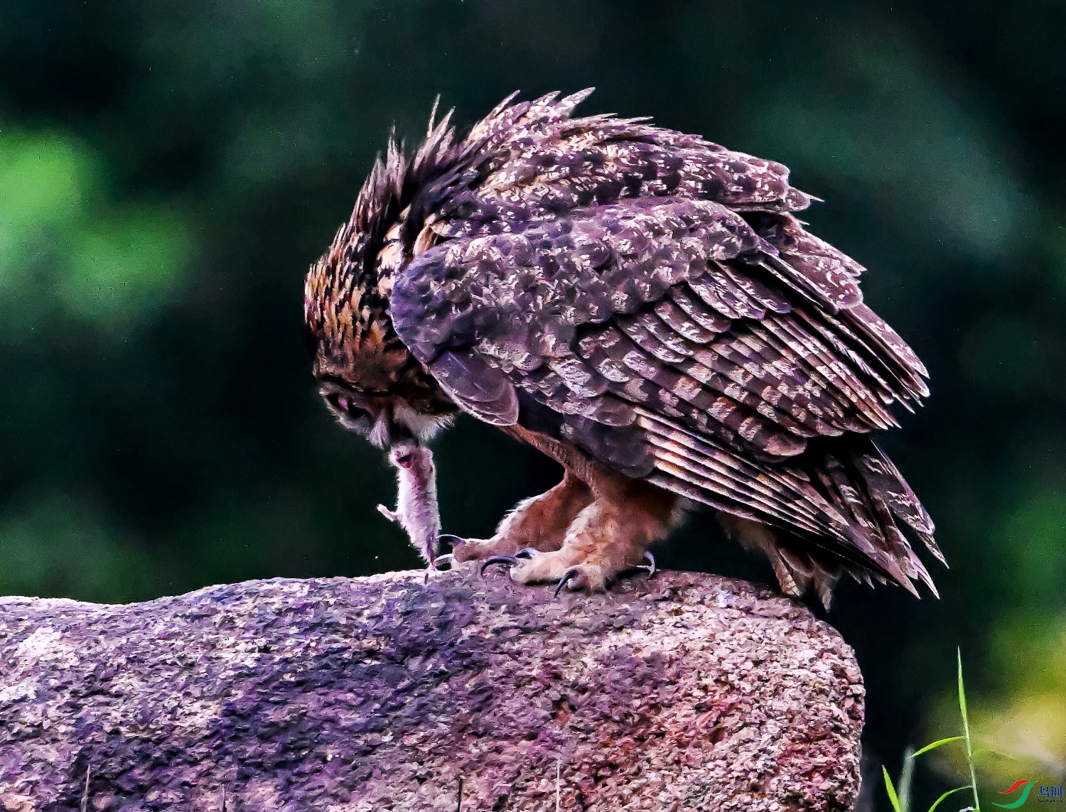 DSC_7997---_conew1.jpg