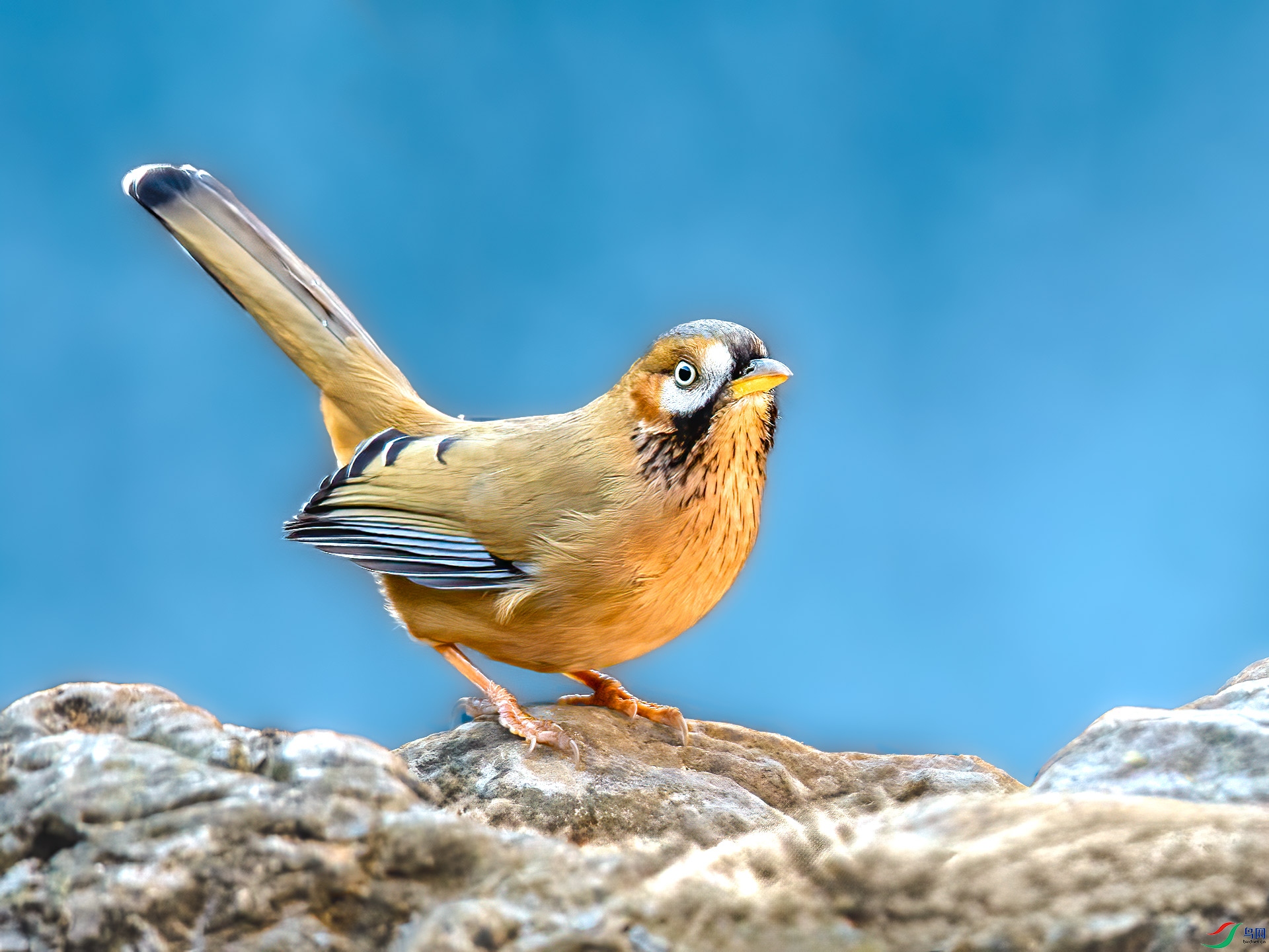 �ҳ�����