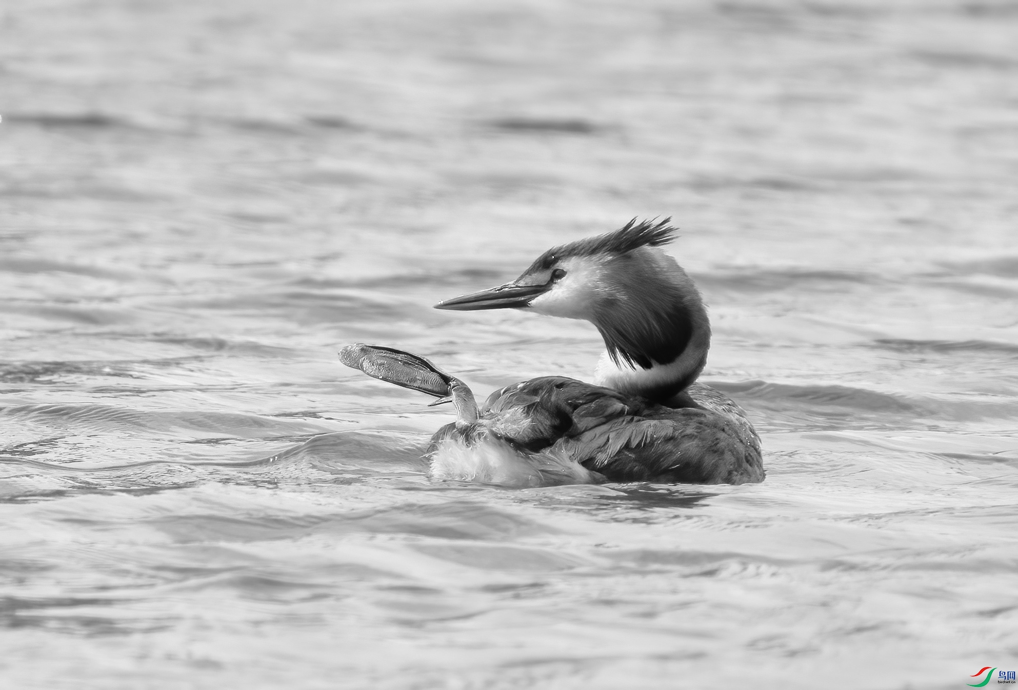 DSC05145 ����.jpg