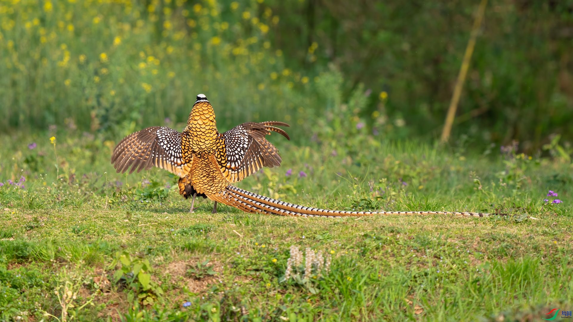 DSC02325 ����.jpg