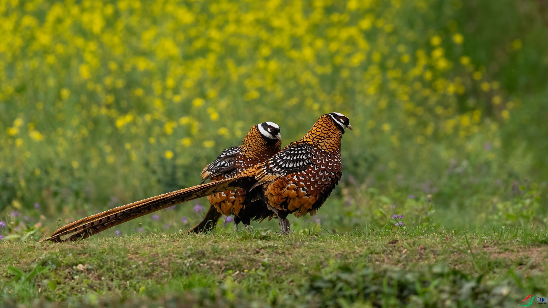 DSC09741 ����.jpg