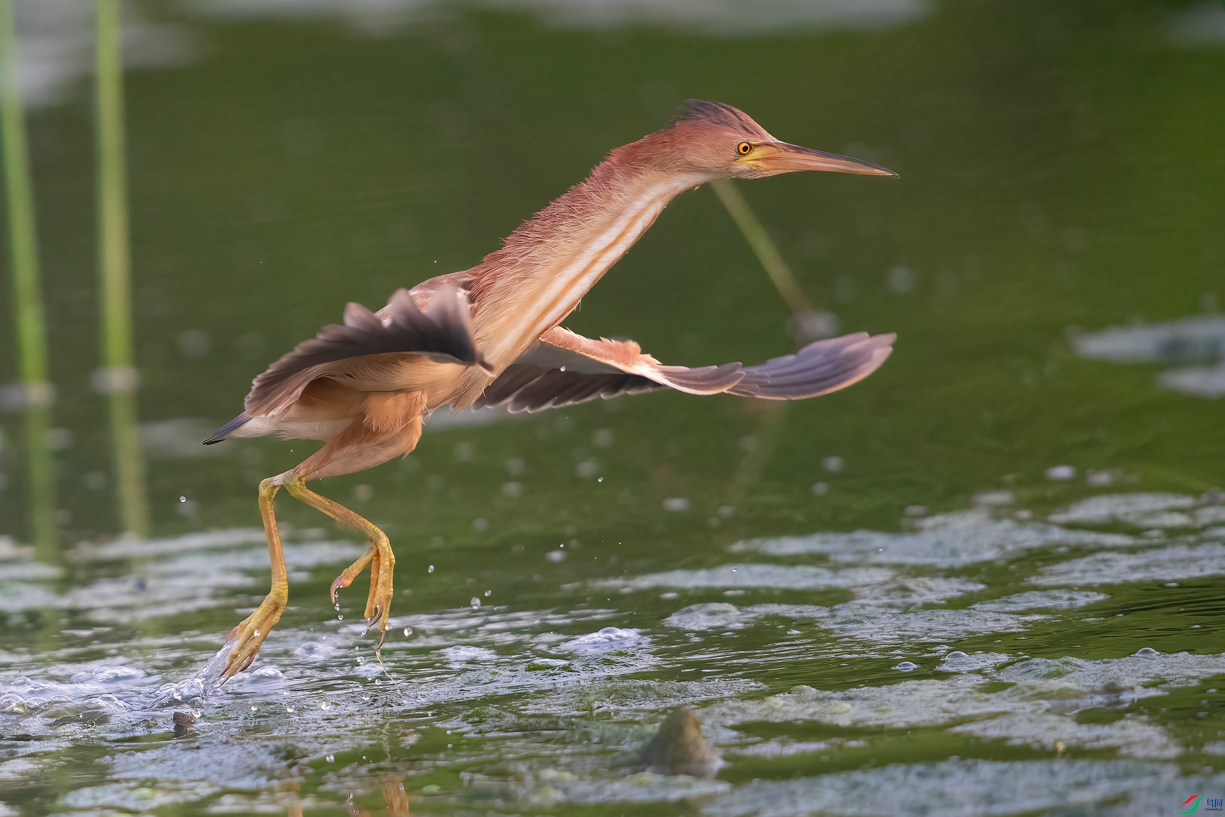 DSC_8616AB.jpg