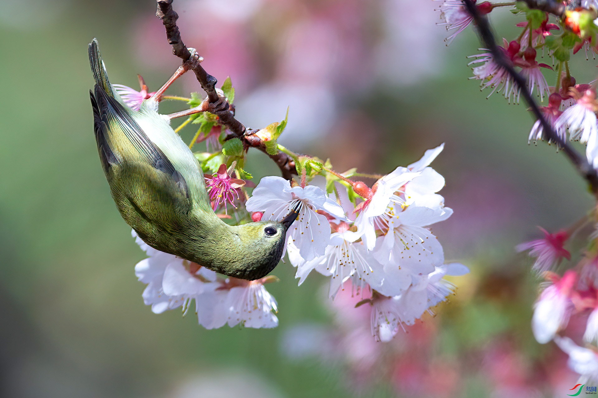 AS7I6840 ����-Sh---1 .jpg