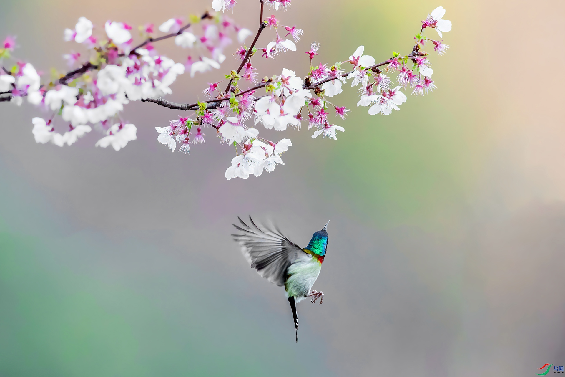 AS7I9668 ����-Sh-----1 .jpg