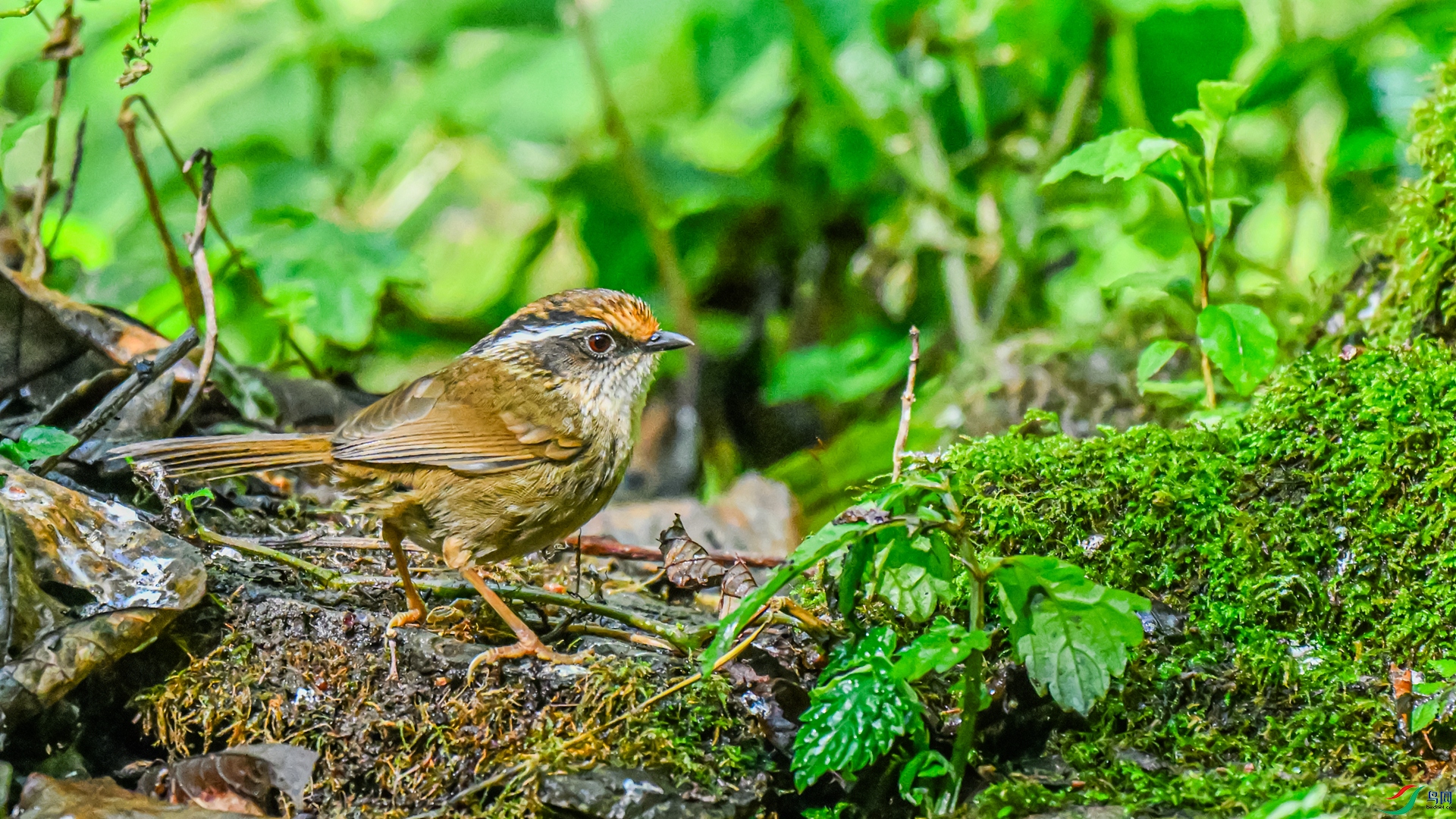 DSC_7603 ����_����.jpg