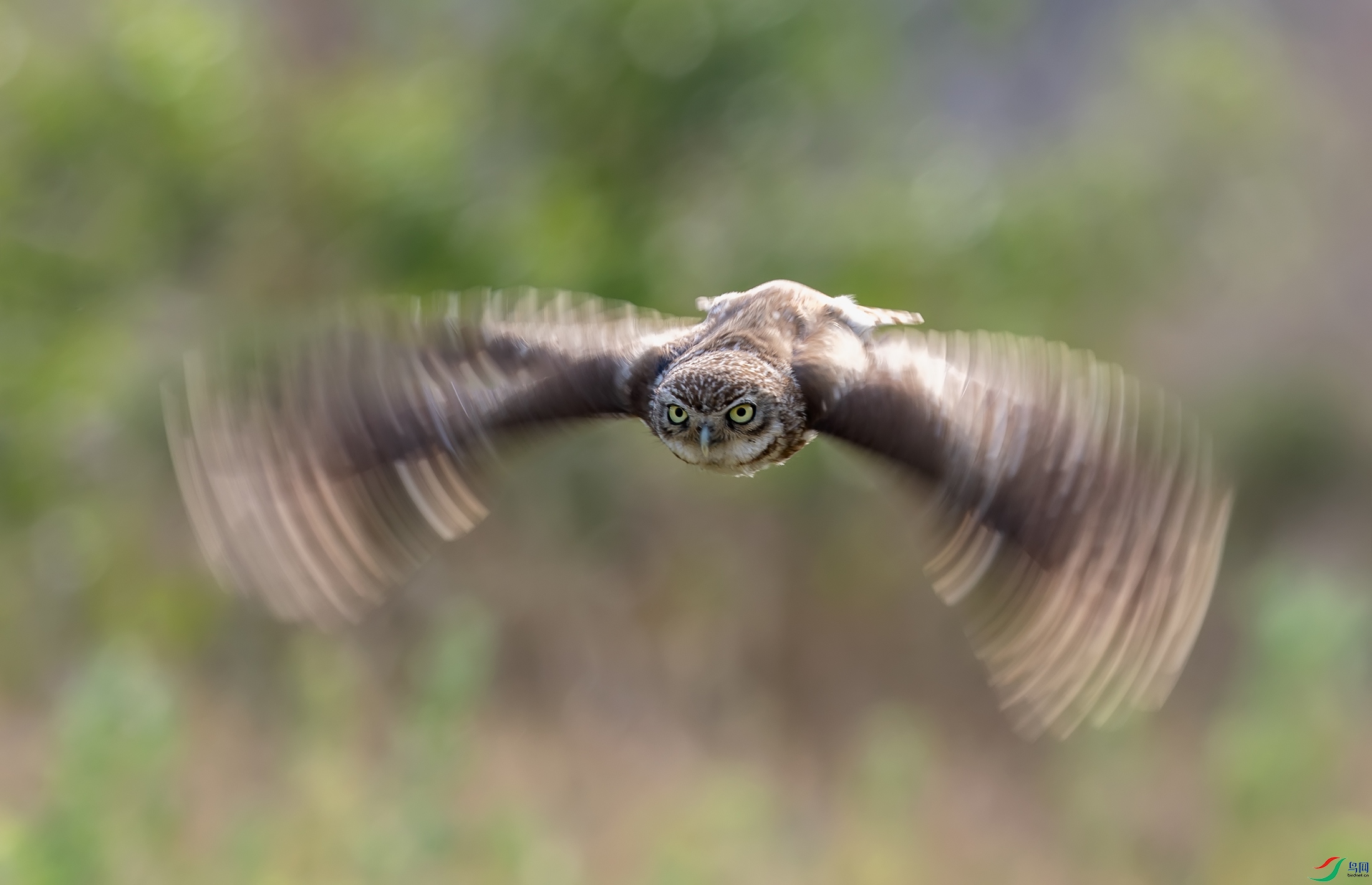 ���Ƹ�С�^