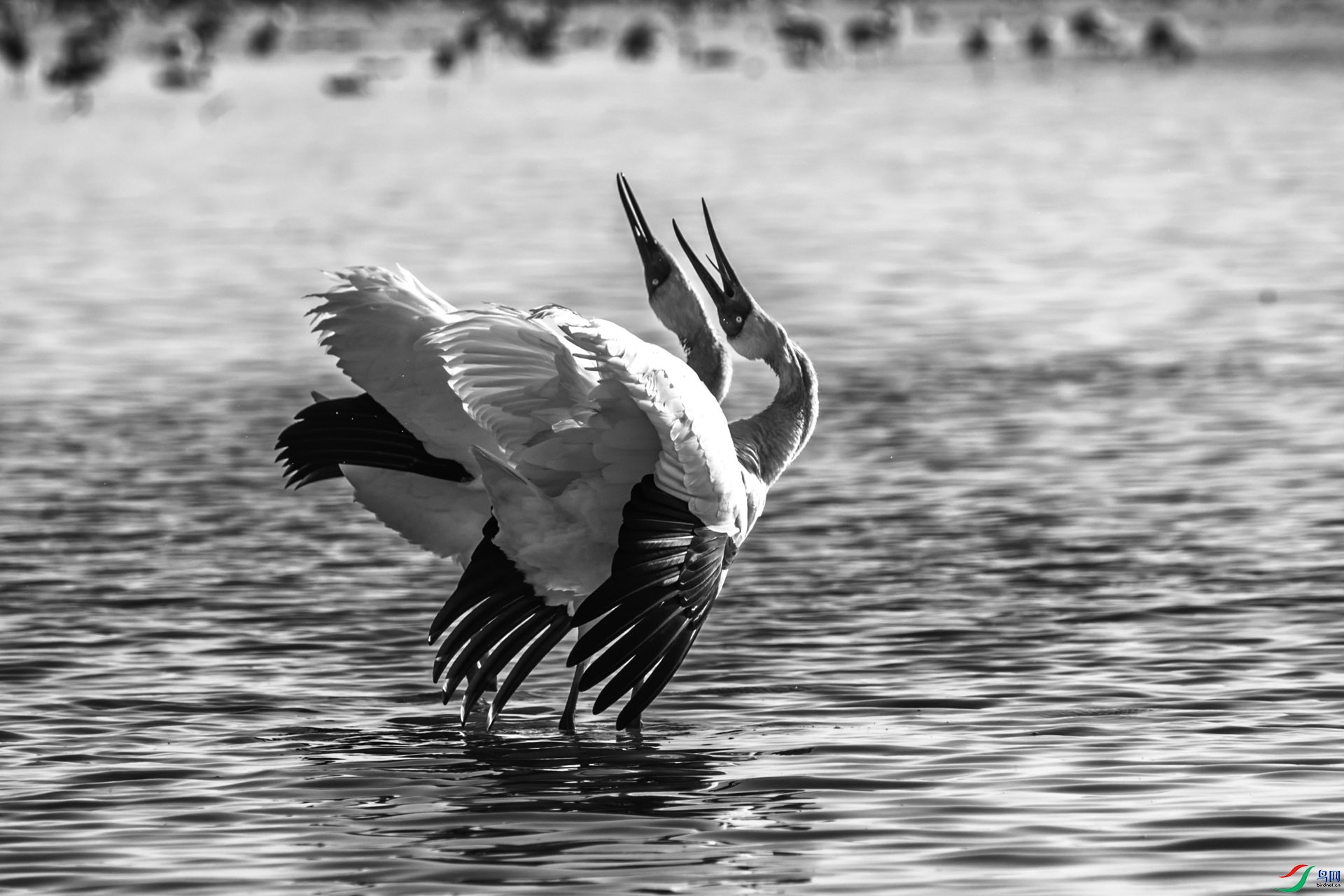 _R2I4867-CR2_DxO_DeepPRIME.jpg