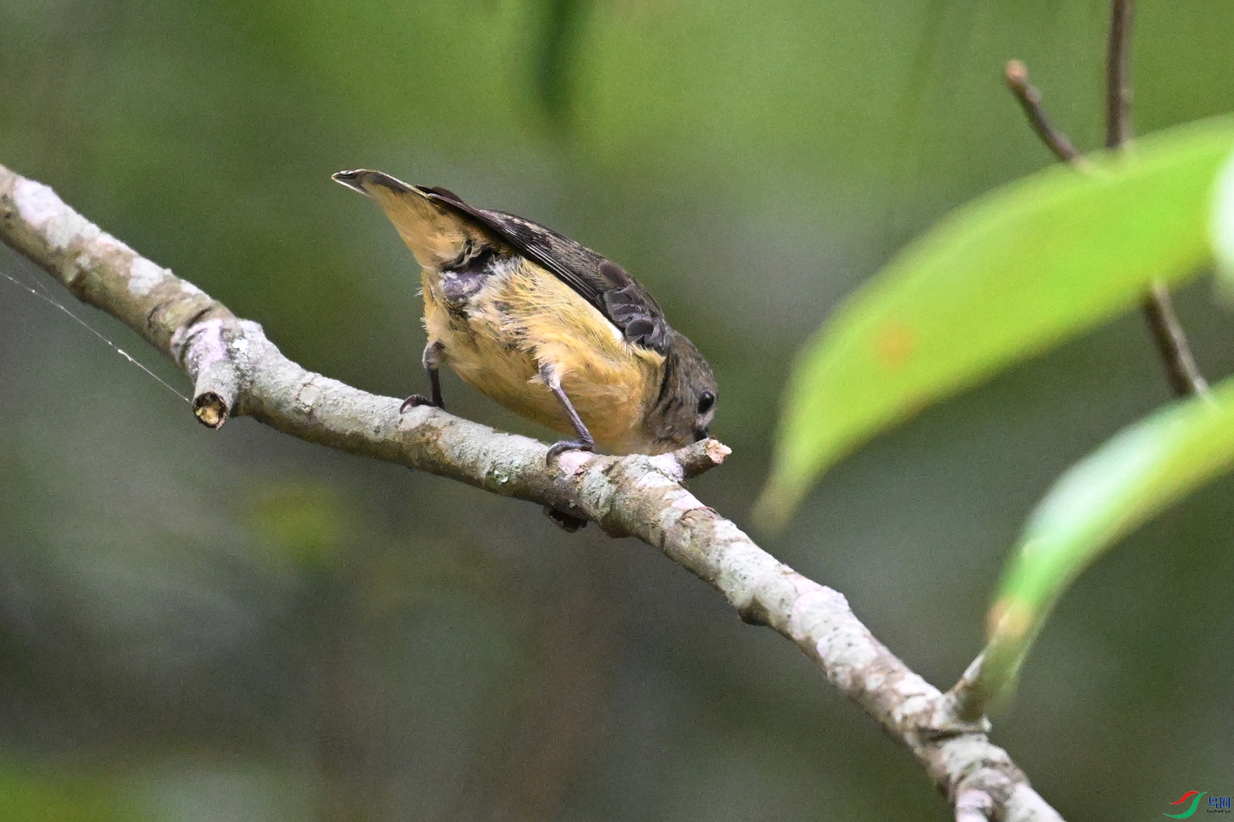 DSC_9890.JPG