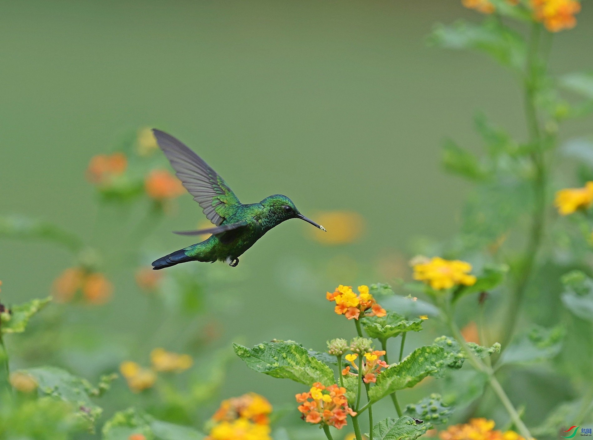 016A1145��԰�����garden emerald.jpg