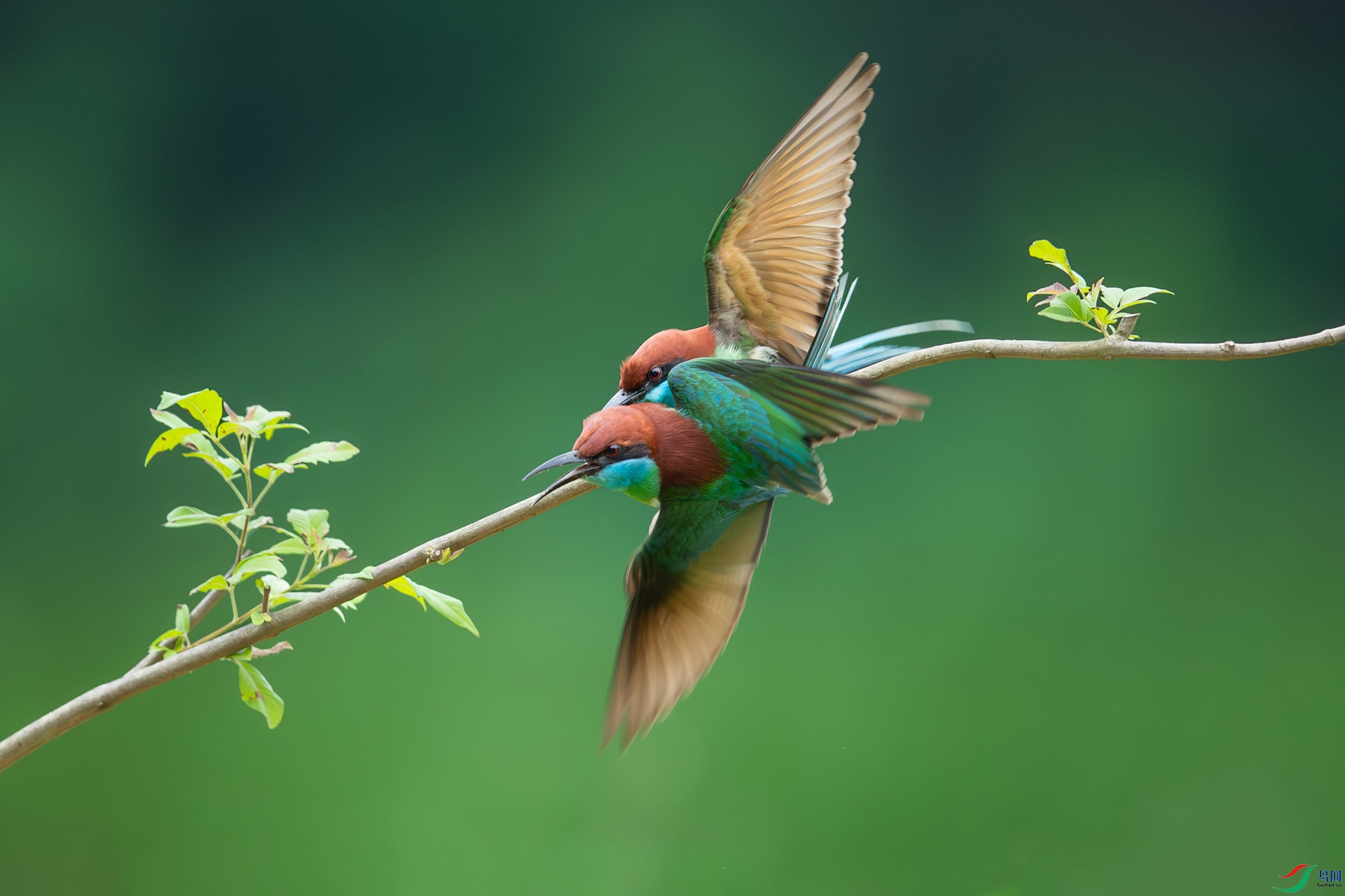 DSC_9542-����ǿ-NR.jpg