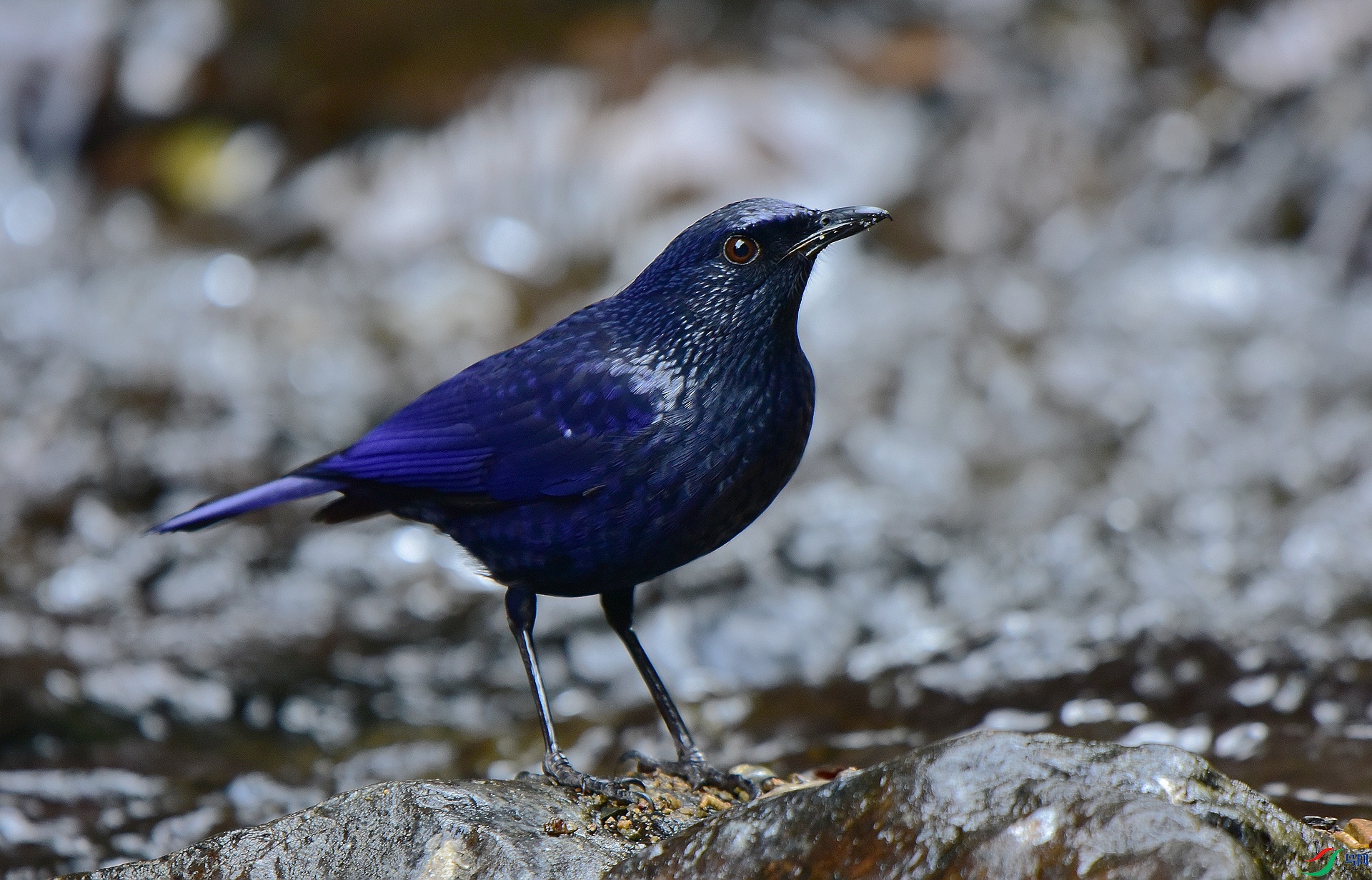 D8I_8068.jpg