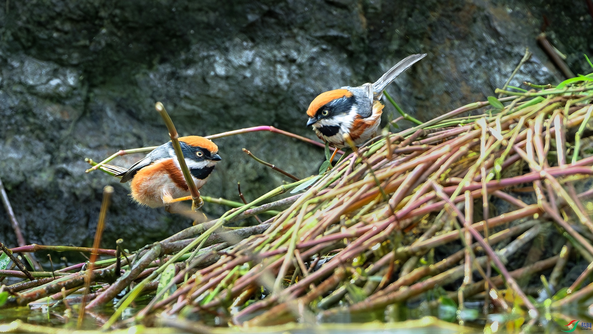 DSC_0321-����ǿ-NR ����.jpg
