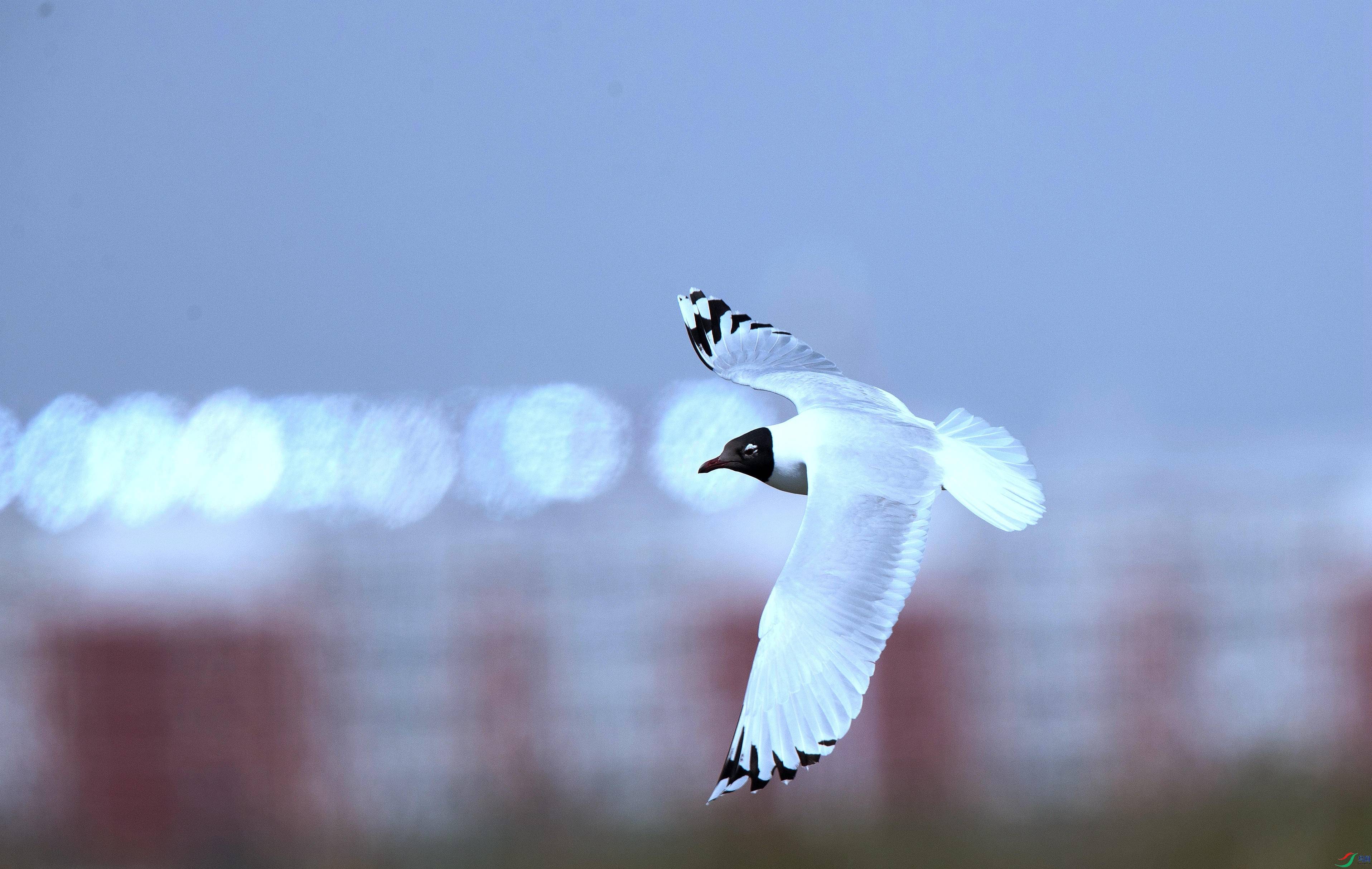 A63I4545_����.jpg