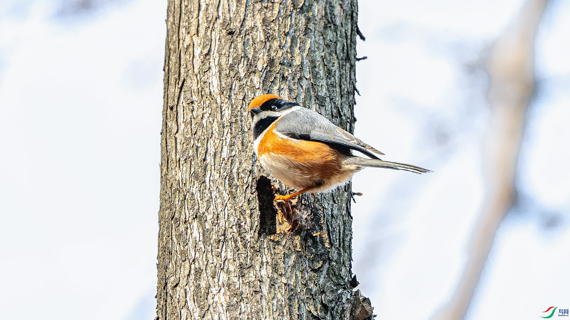 DSC_0117 ����.jpg