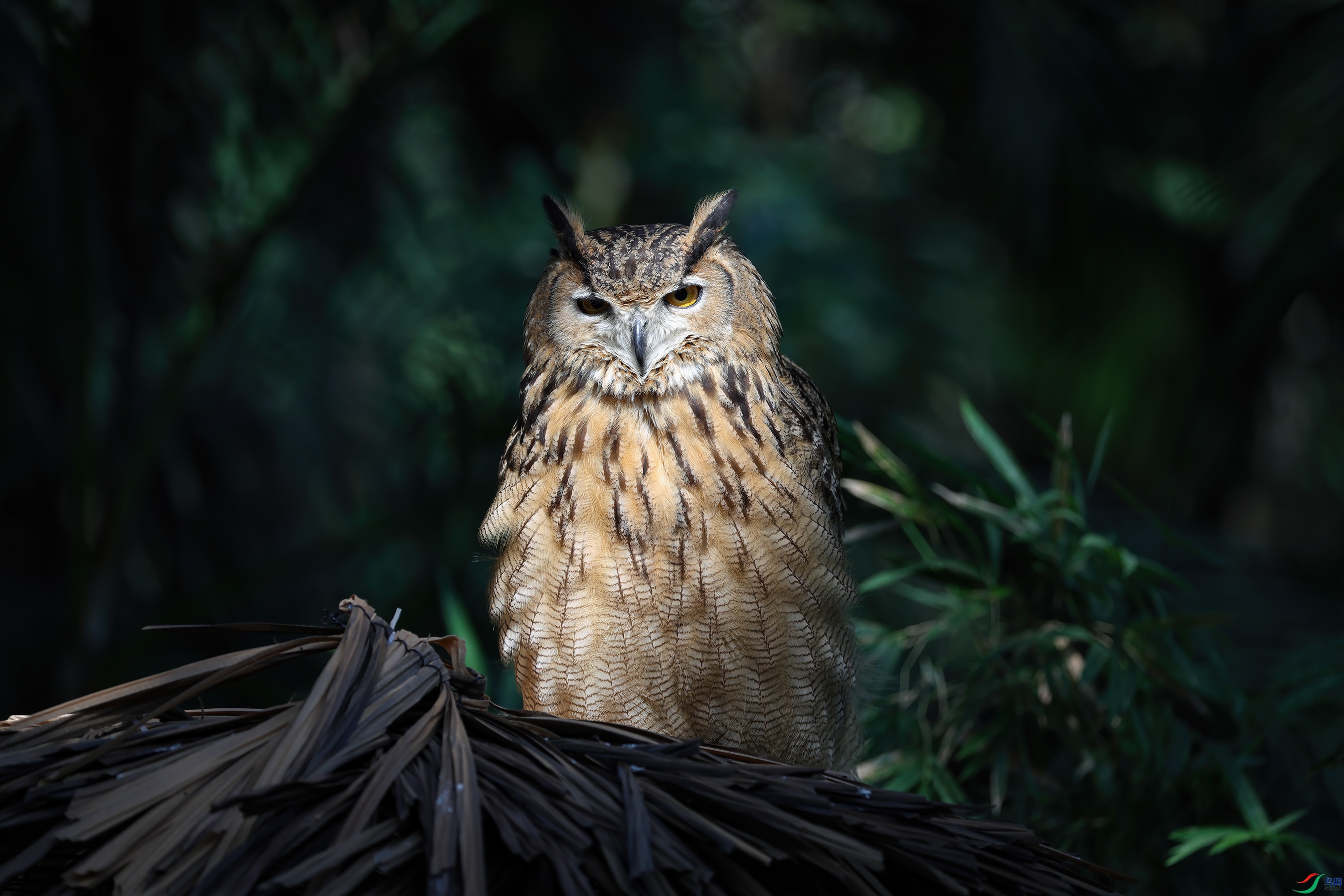 _E8A9309 ����1.jpg