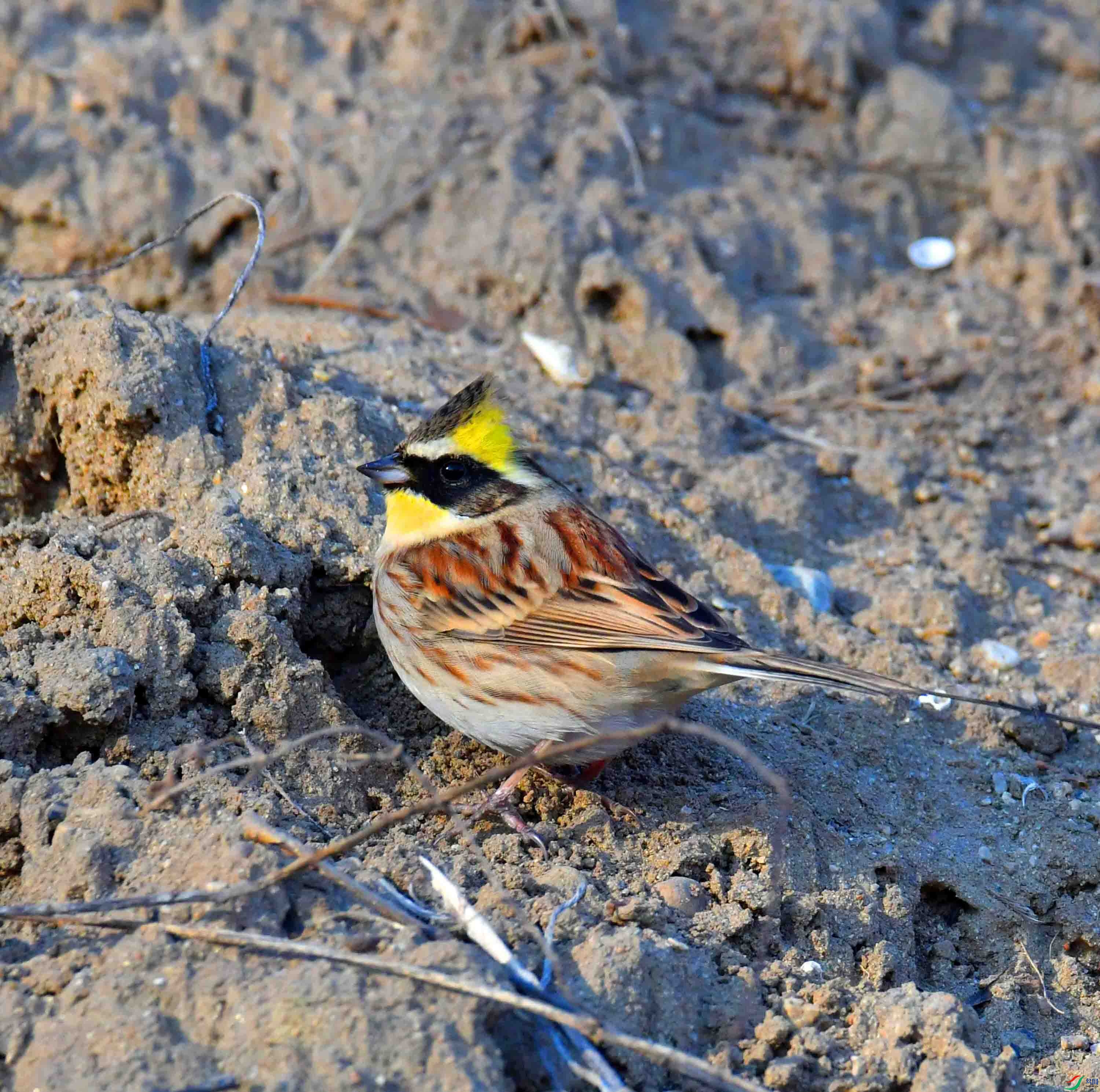 DSC_1032.JPG