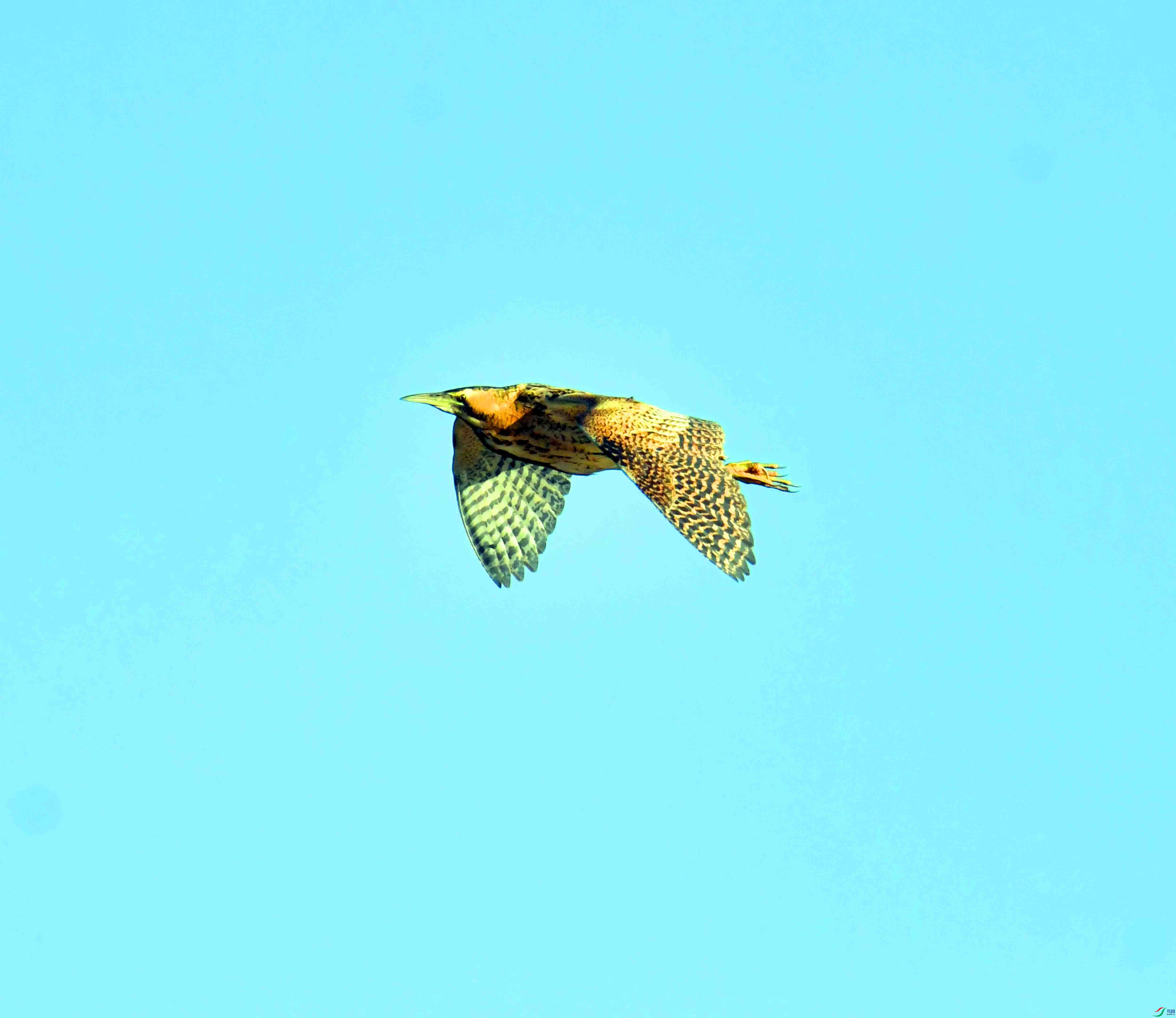 DSC_9946.JPG