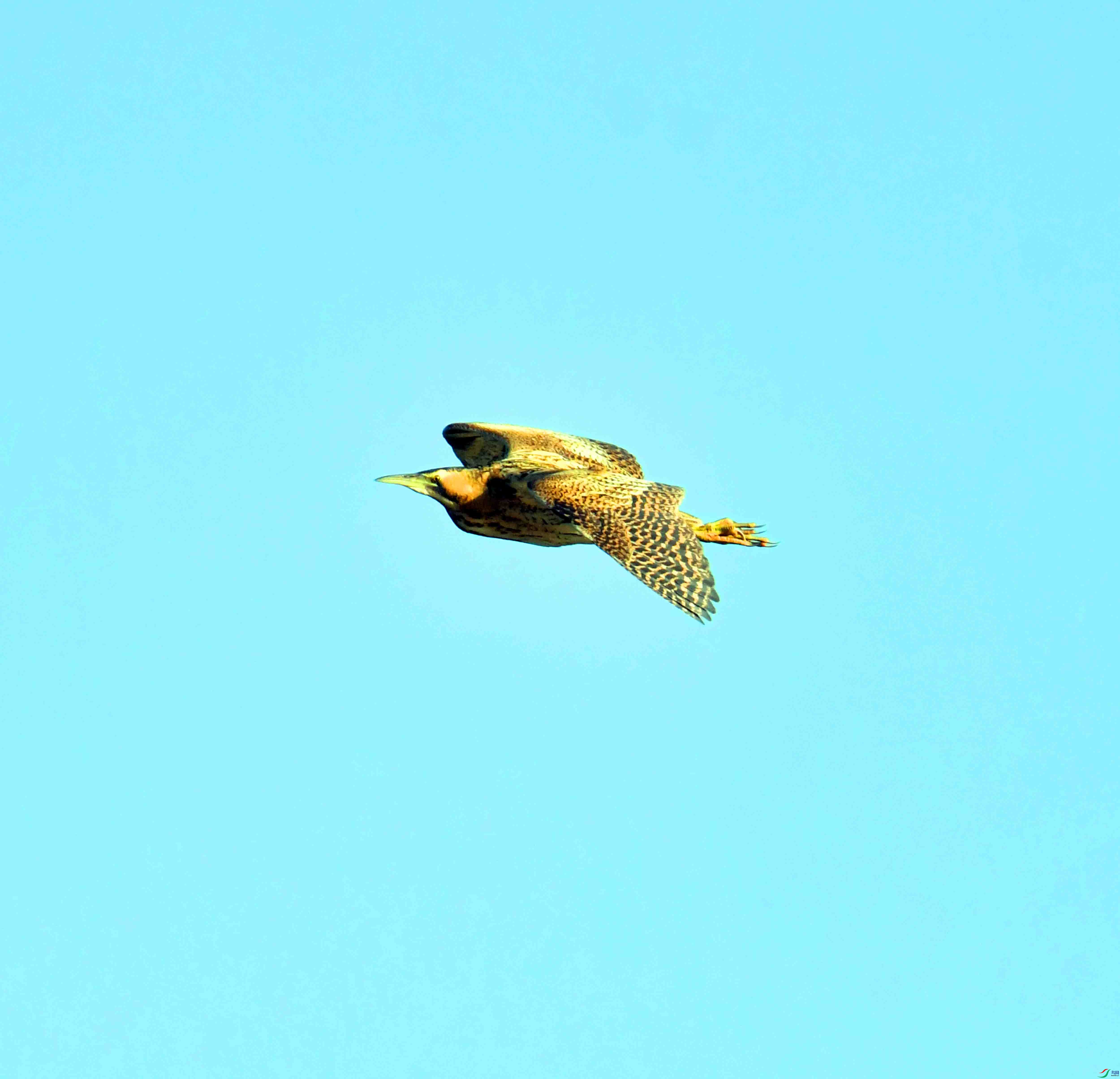 DSC_9945.JPG