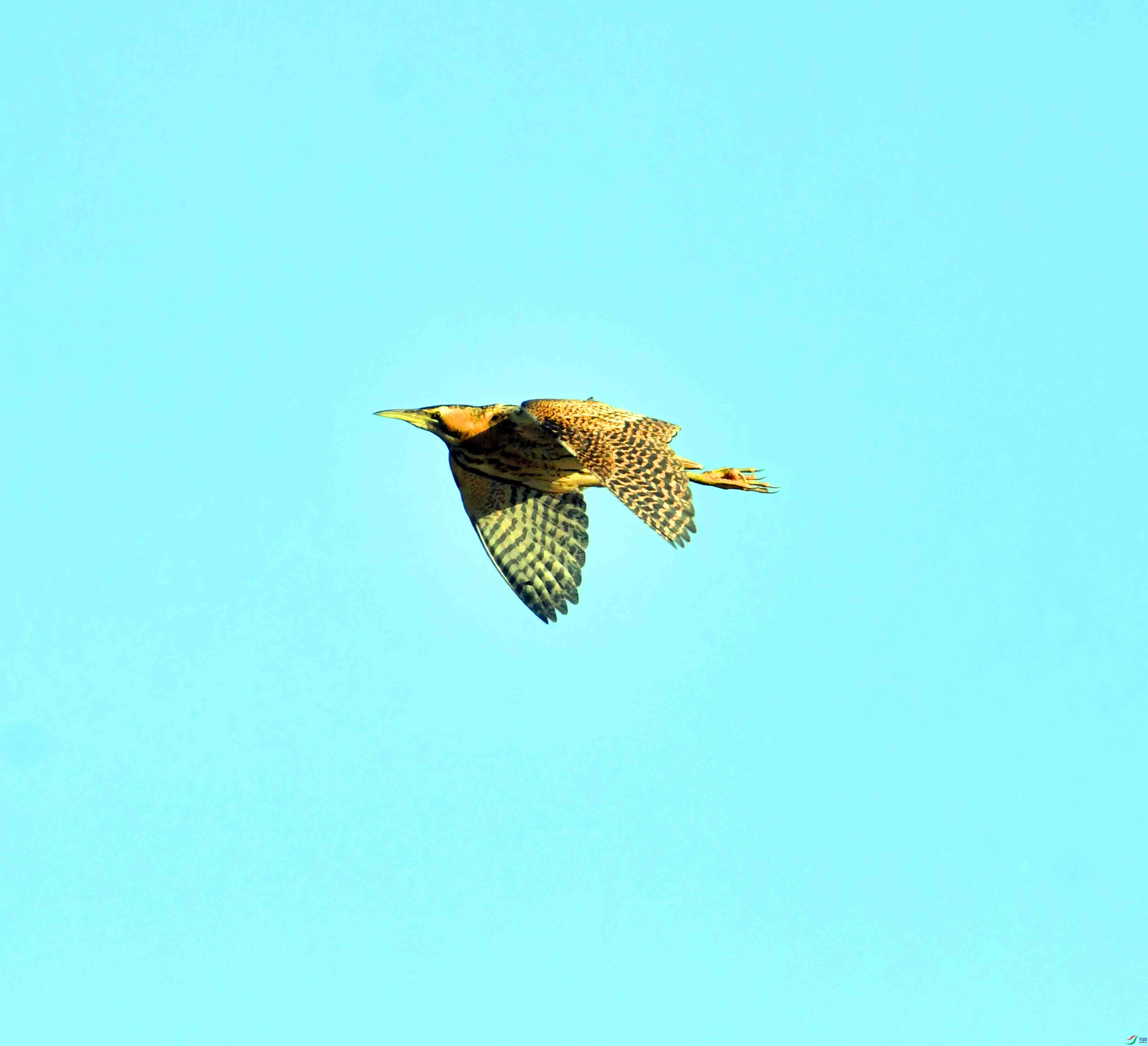 DSC_9951.JPG