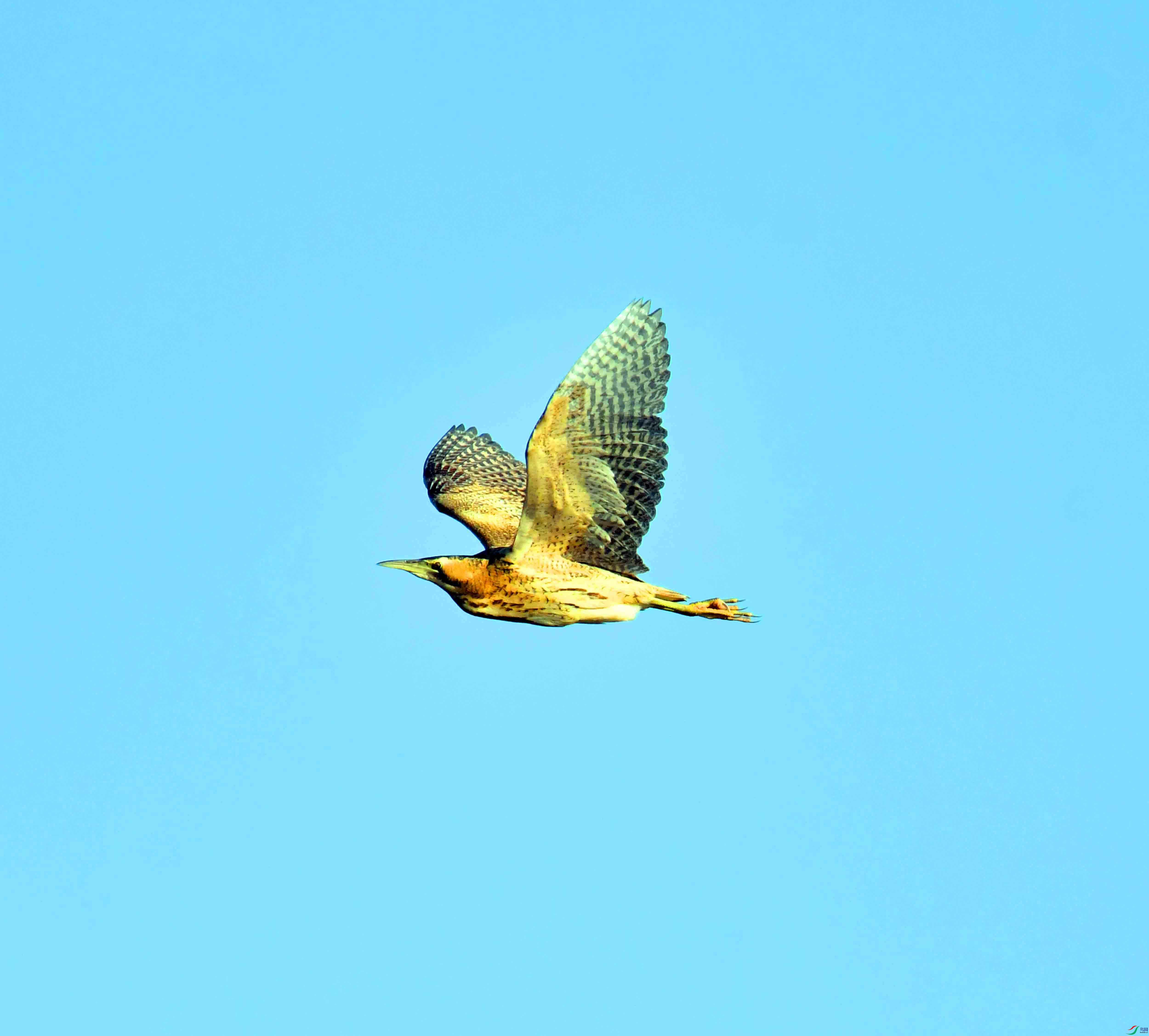DSC_9949.JPG