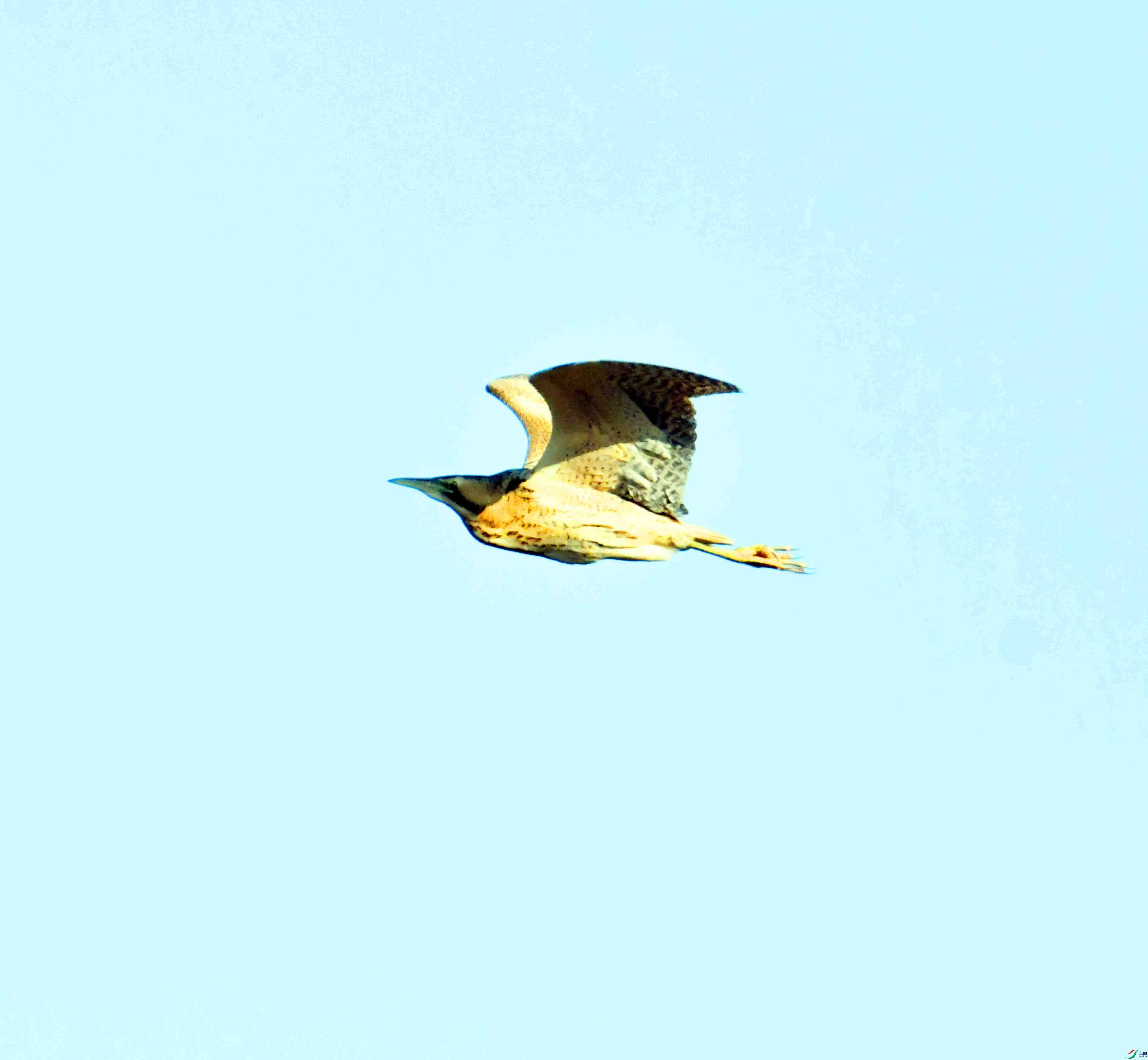 DSC_9957.JPG