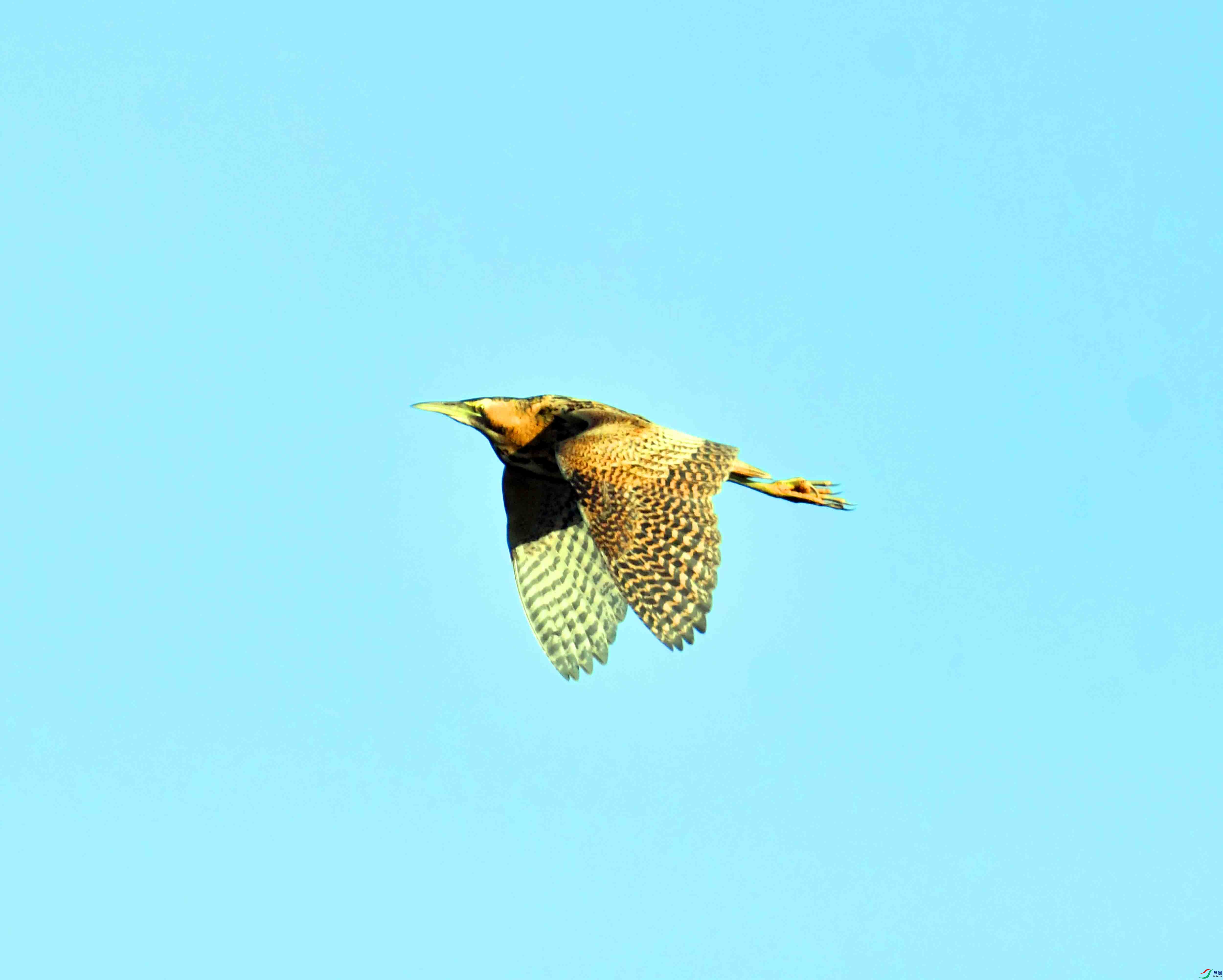DSC_9956.JPG