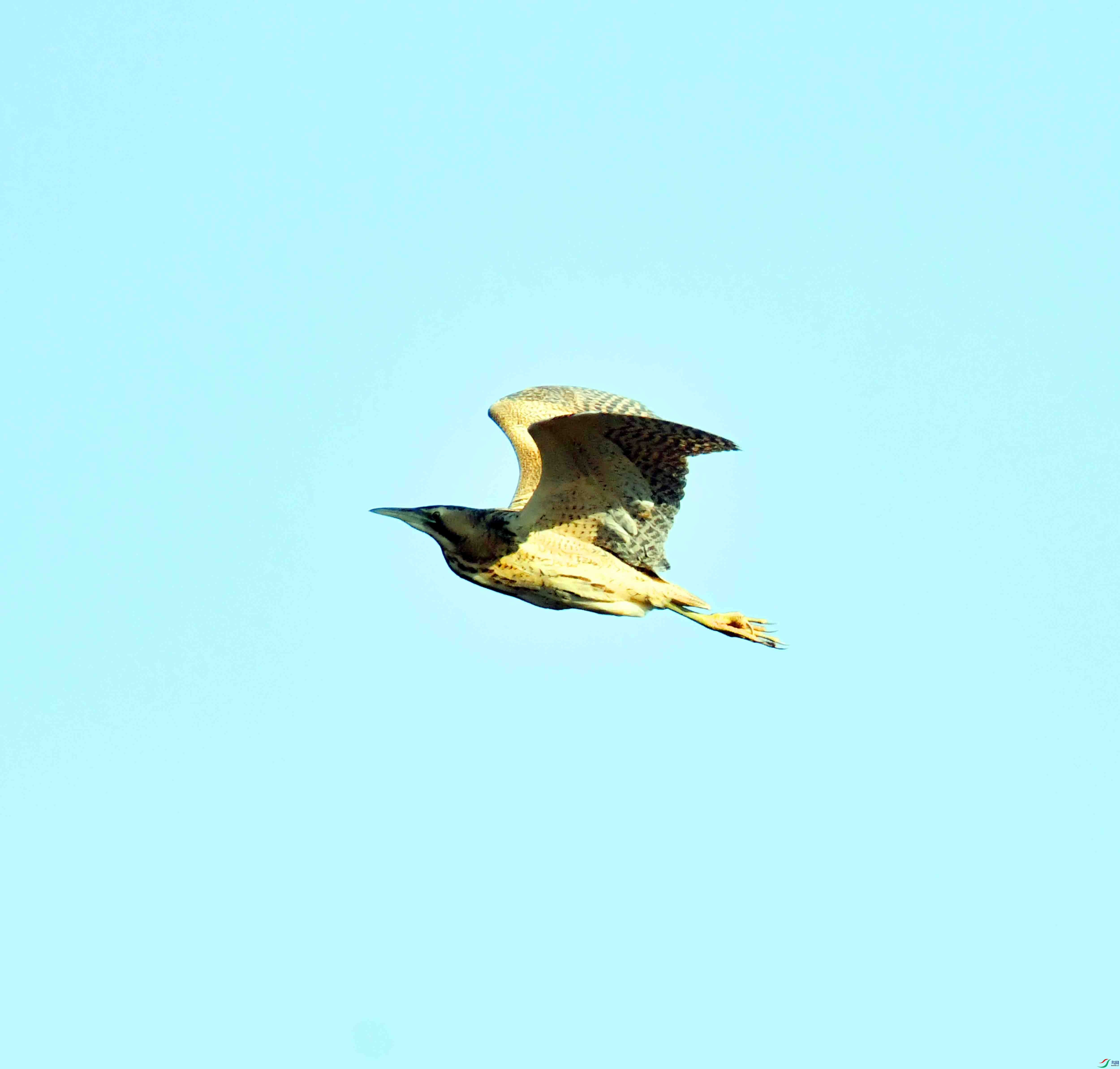 DSC_9959.JPG